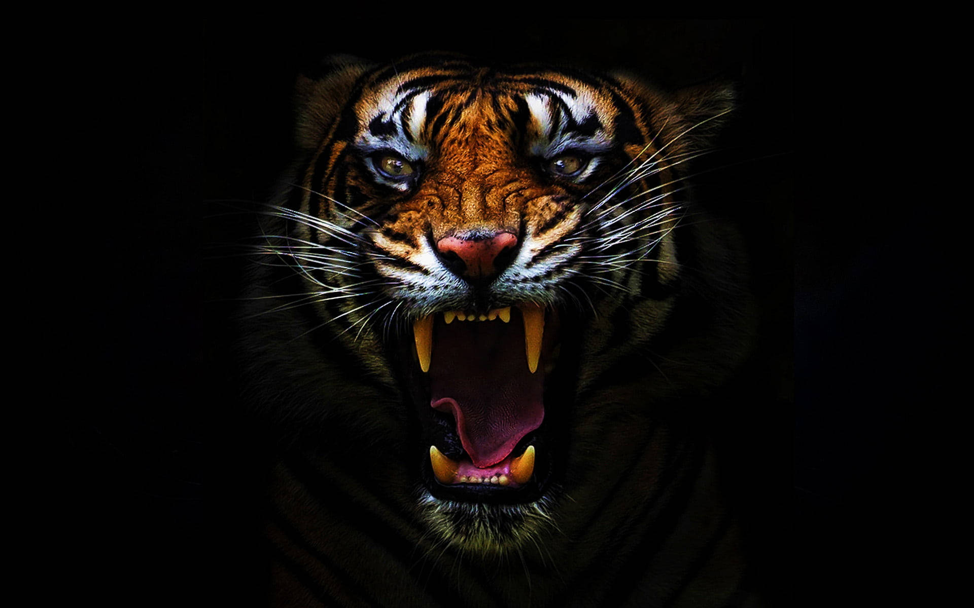 Dark Angry Tiger, fierce tiger, bared teeth, Full HD Desktop Wallpaper