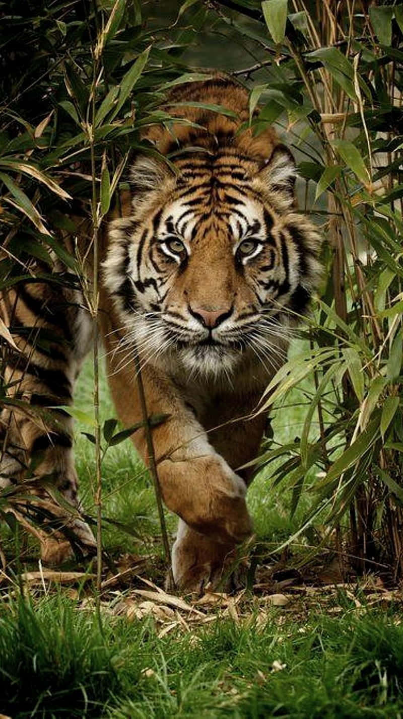 Tiger Face, bamboo tree, dense bamboo, HD Phone Wallpaper