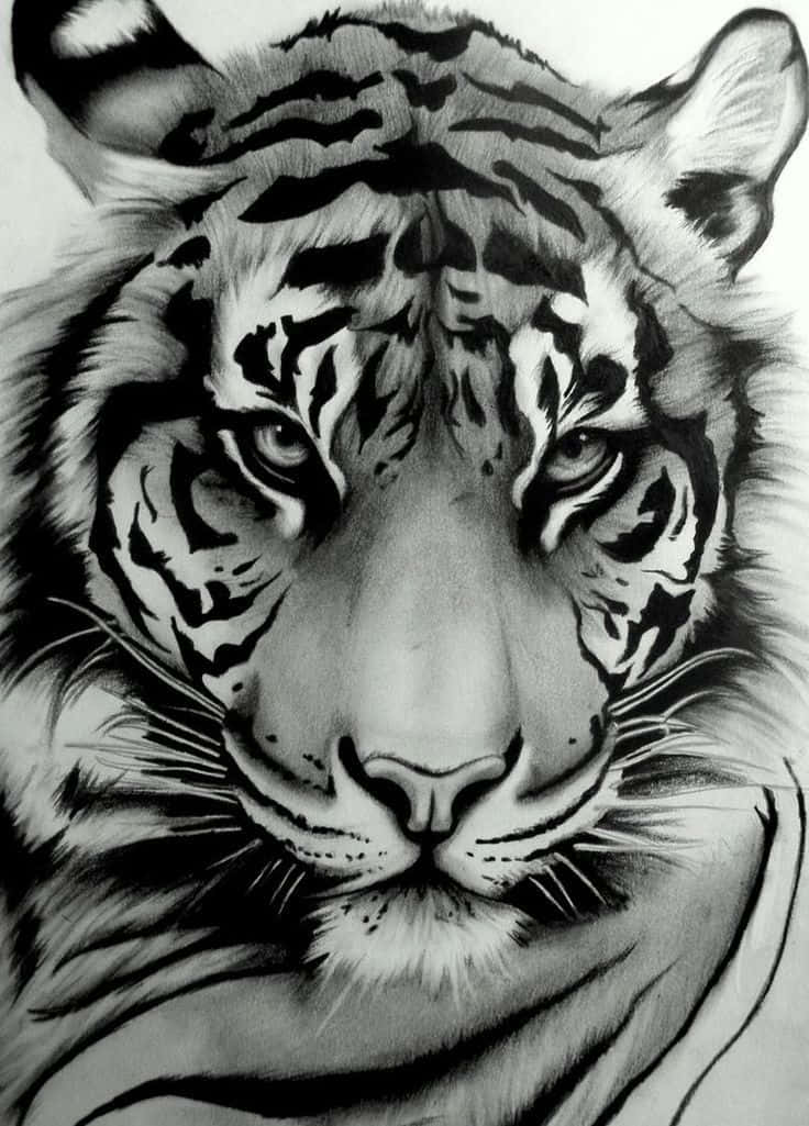 Tiger Face, black and white pencil drawing, tiger's intense face, SD Phone Wallpaper