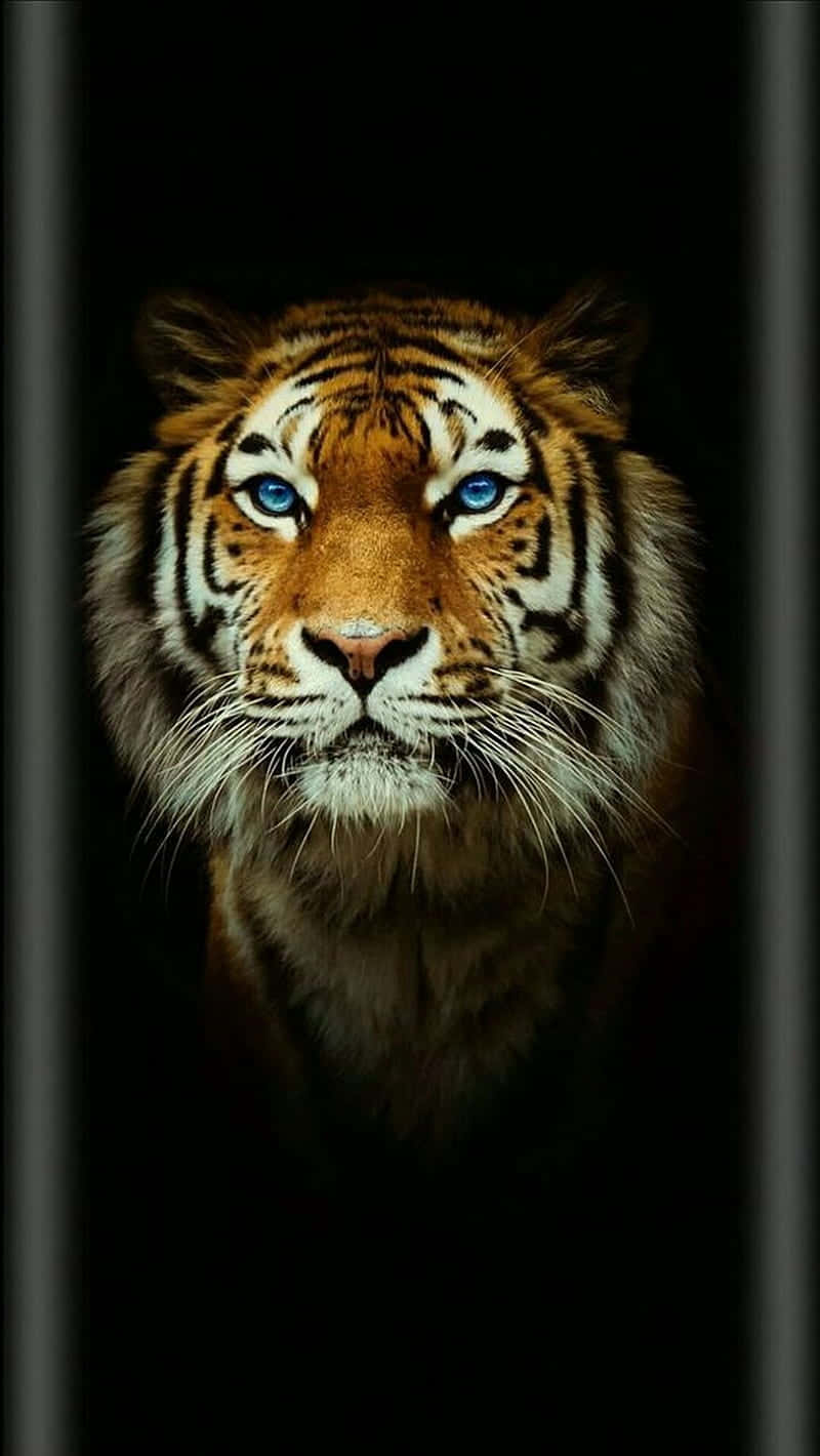Tiger Face, piercing blue eyes, dark vertical bars, HD Phone Wallpaper