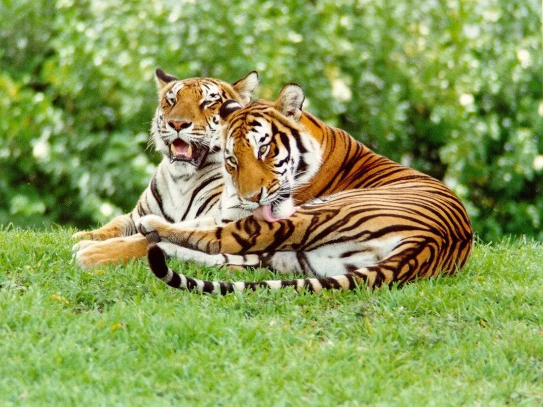 Tiger Galaxy