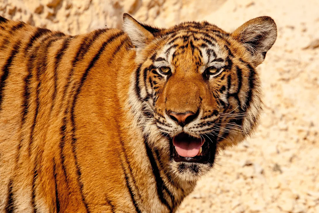 Tiger iPhone