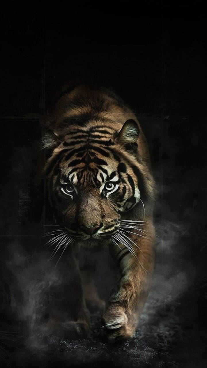 Foggy Angry Tiger, tiger, glowing eyes, HD Phone Wallpaper