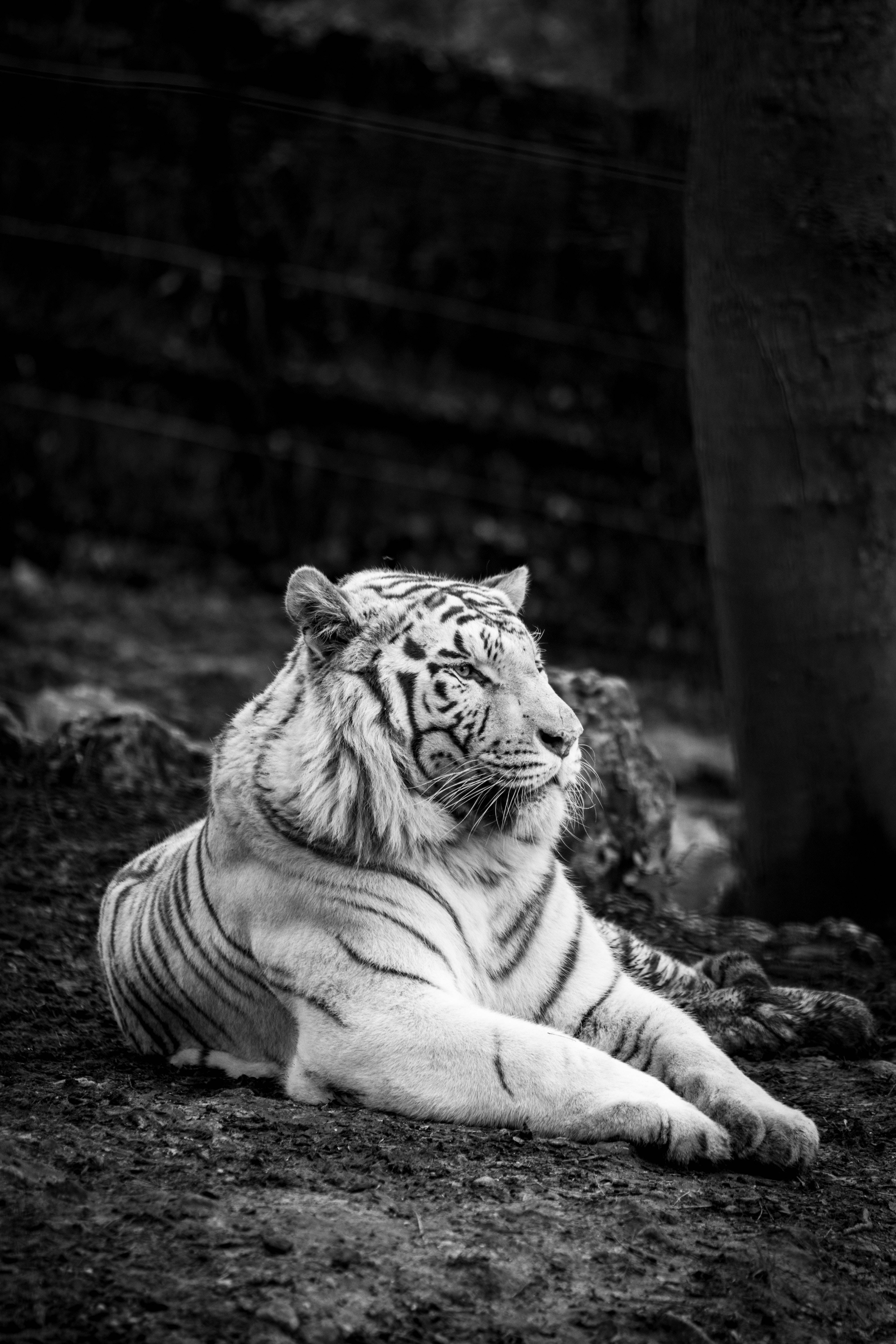 white tiger, earth, blurred forest, 5K Phone Wallpaper