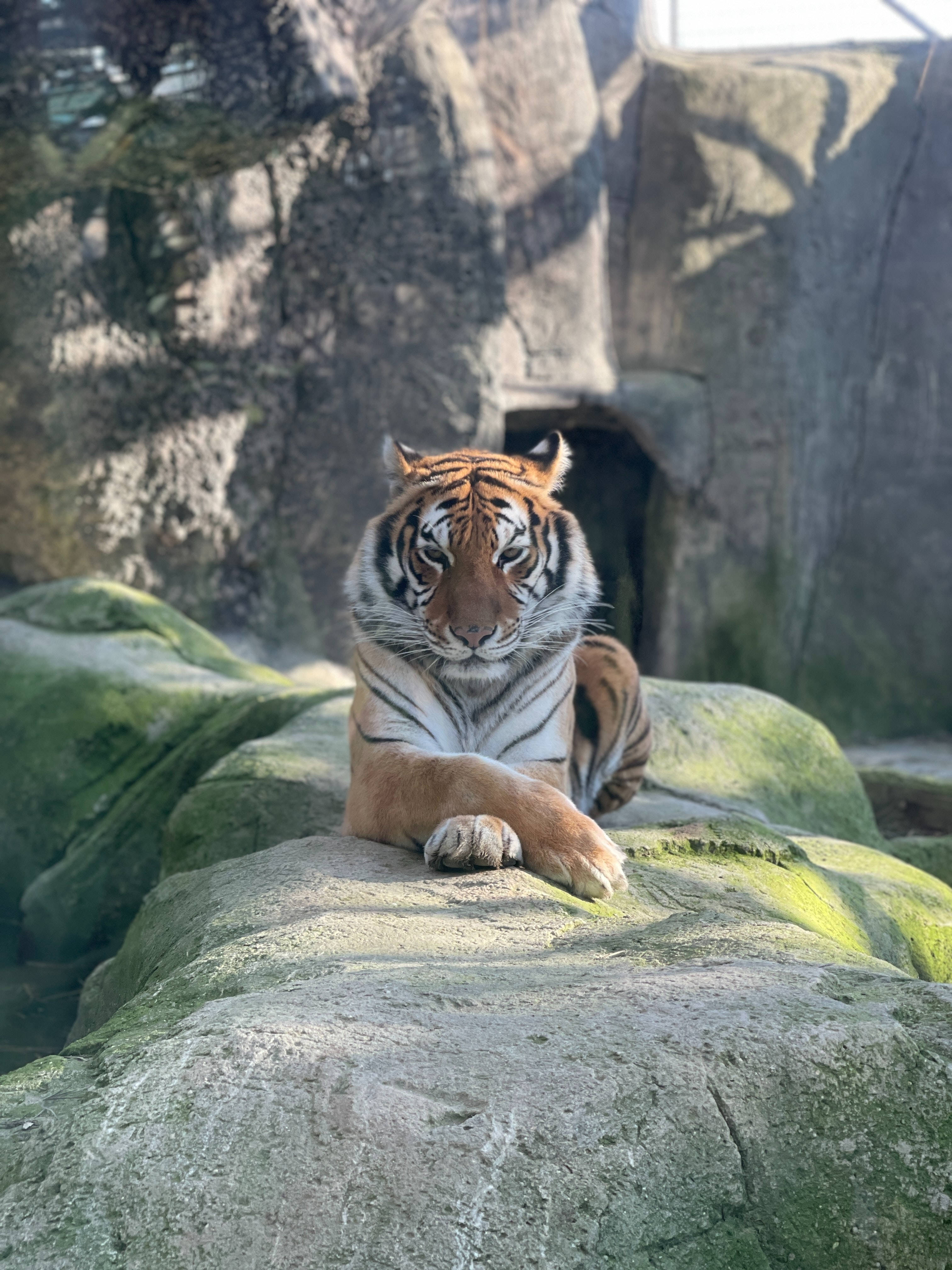 Tiger iPhone, cross legs, mossy rocks, 4K Phone Wallpaper