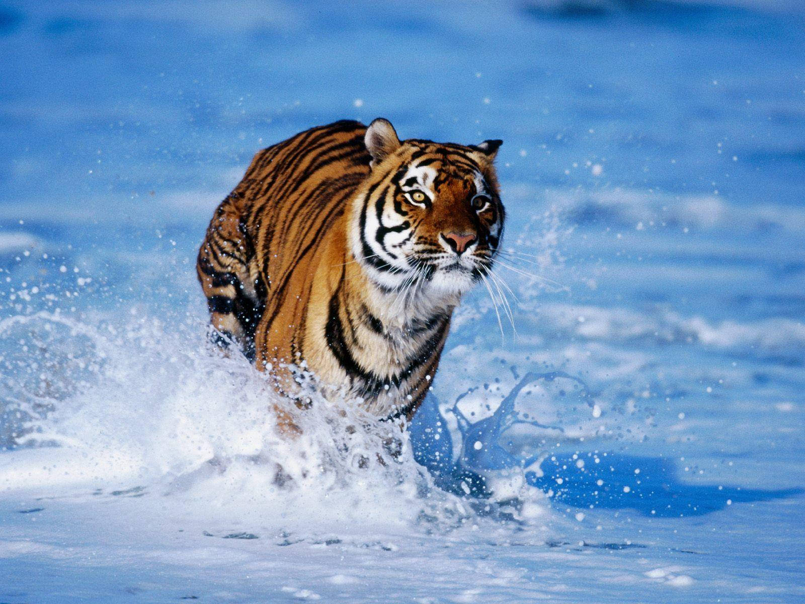 majestic tiger, icy blue water, striped body, HD Desktop Wallpaper