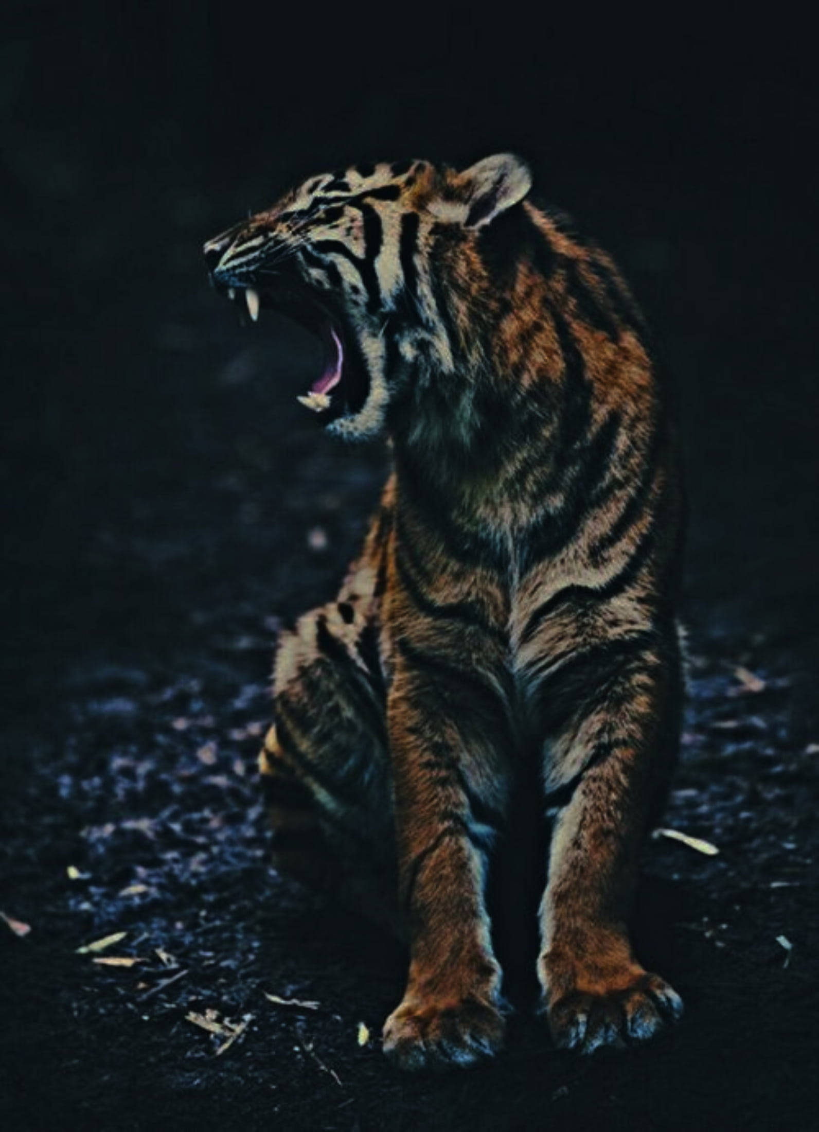 growling tiger, black tiger stripes, dark background, Full HD Phone Wallpaper