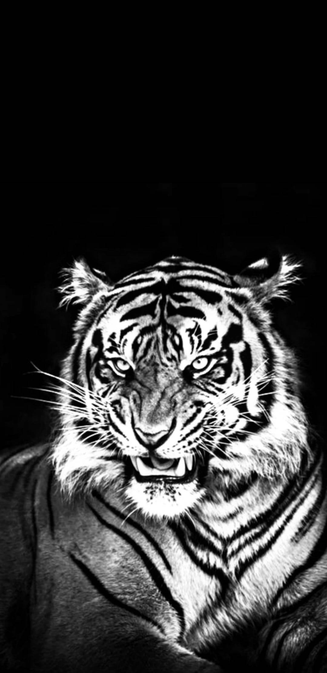 Black Tiger, stark black background, high-contrast monochrome, Full HD Phone Wallpaper