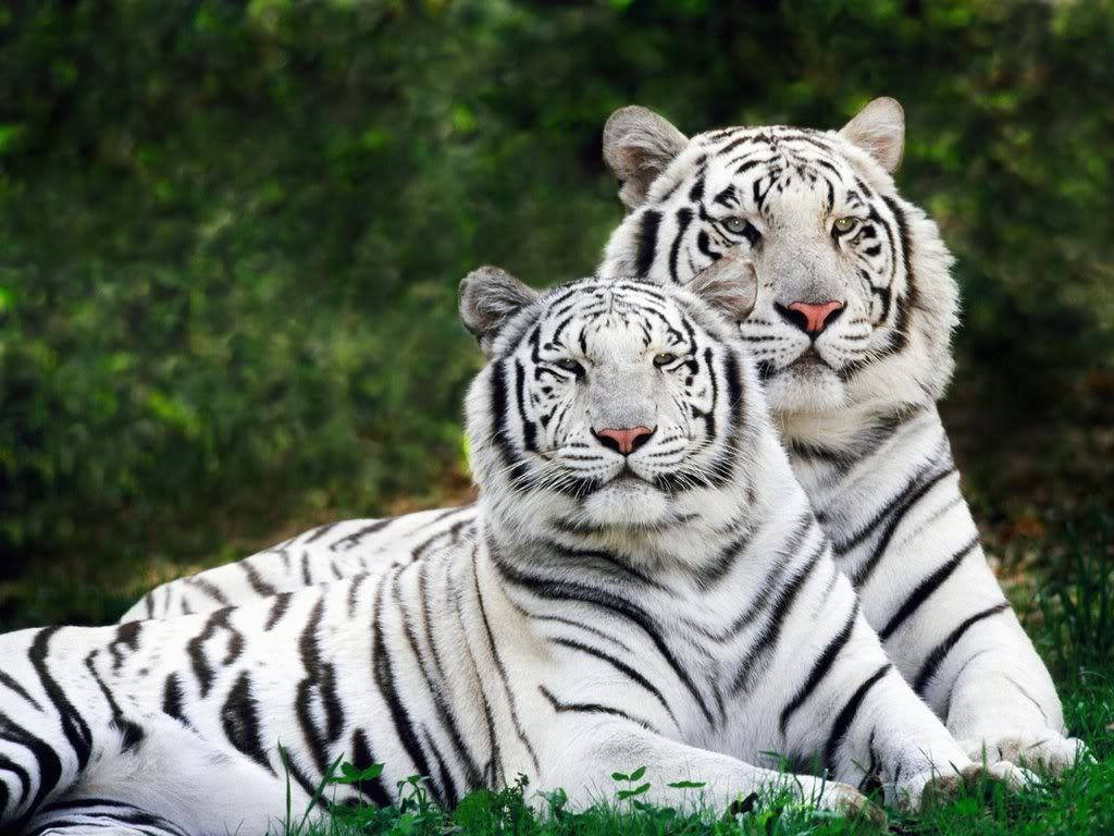white tigers, black stripes, vibrant green grass, SD Desktop Wallpaper