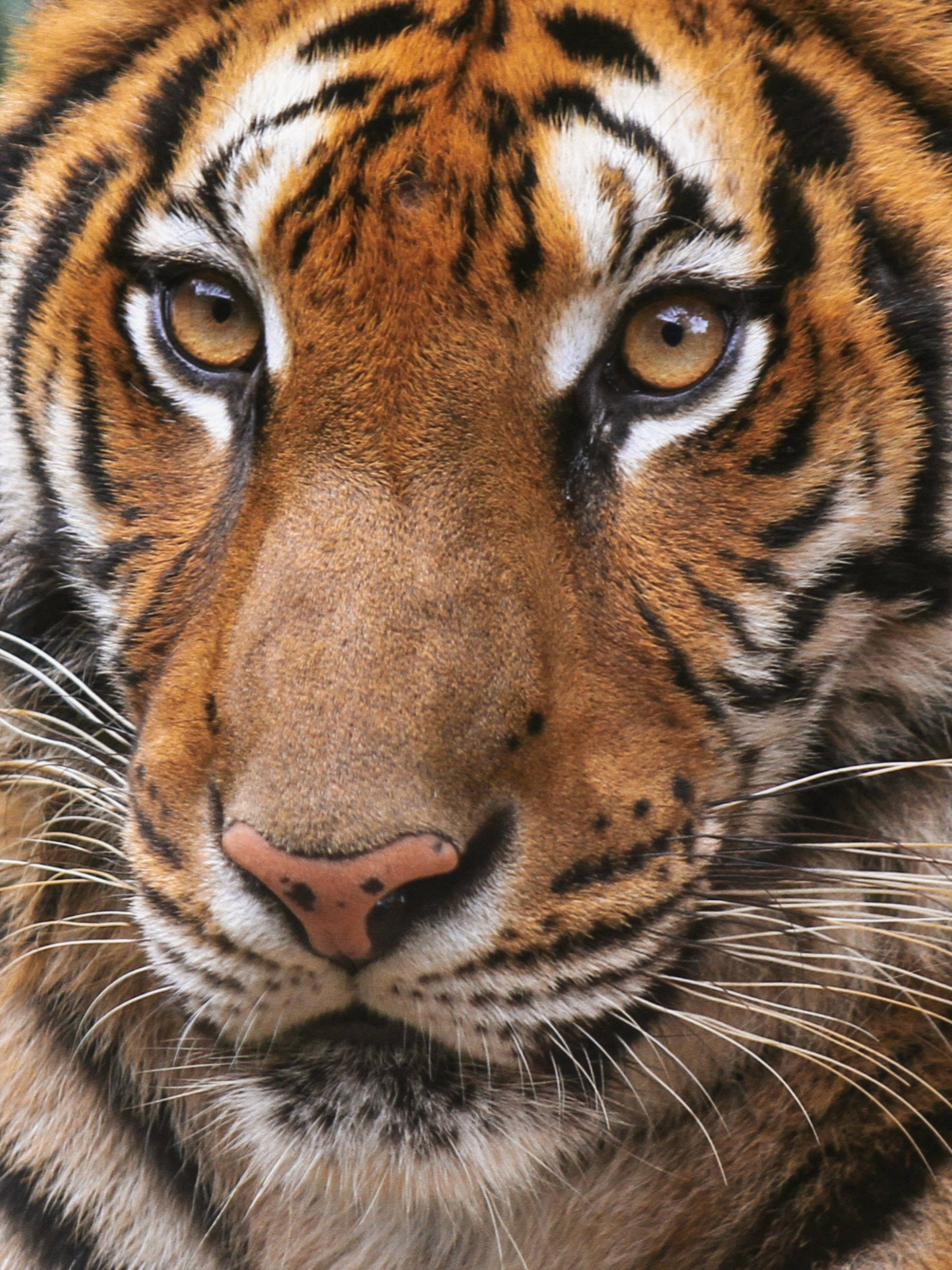 Tiger iPhone, tiger, amber eyes, 2K Phone Wallpaper