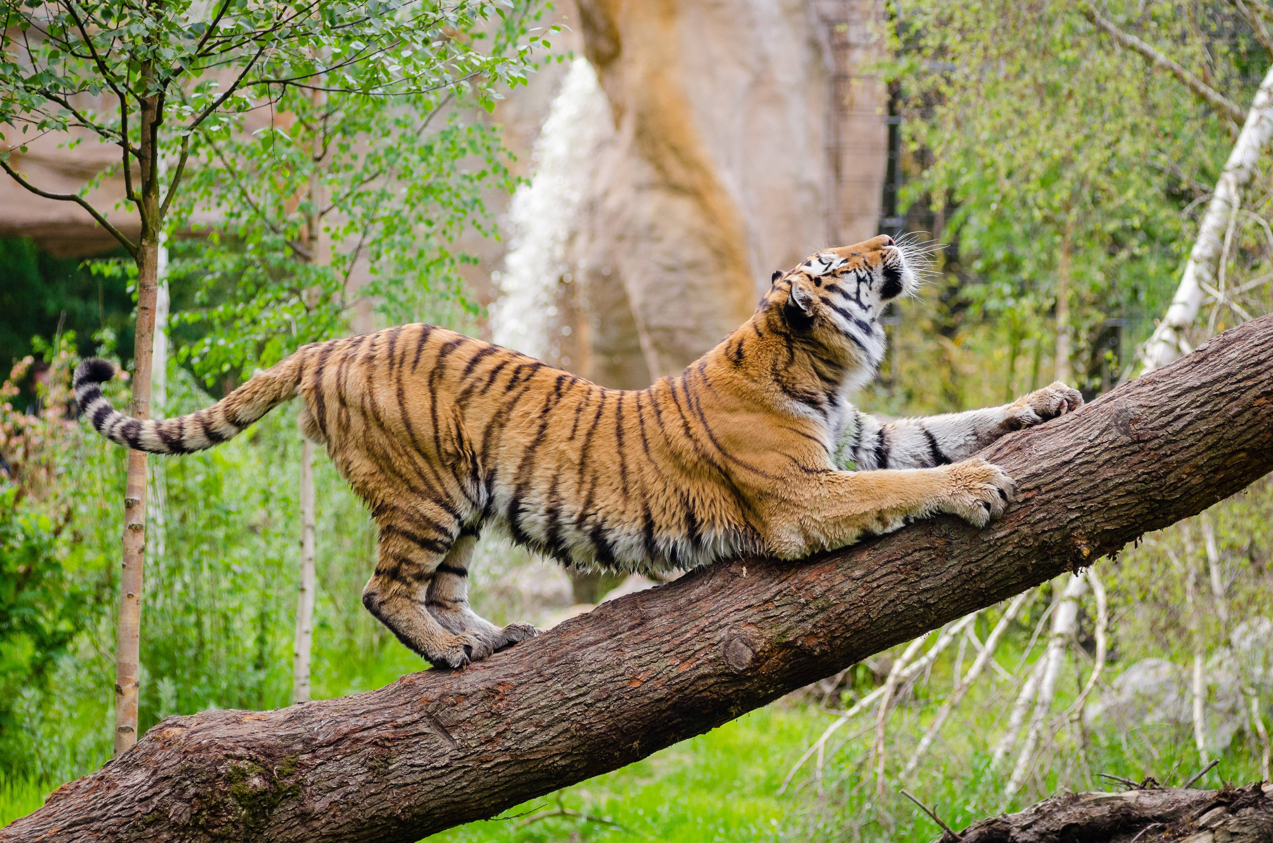tiger, iPhone, tree branch, 4K Desktop Wallpaper