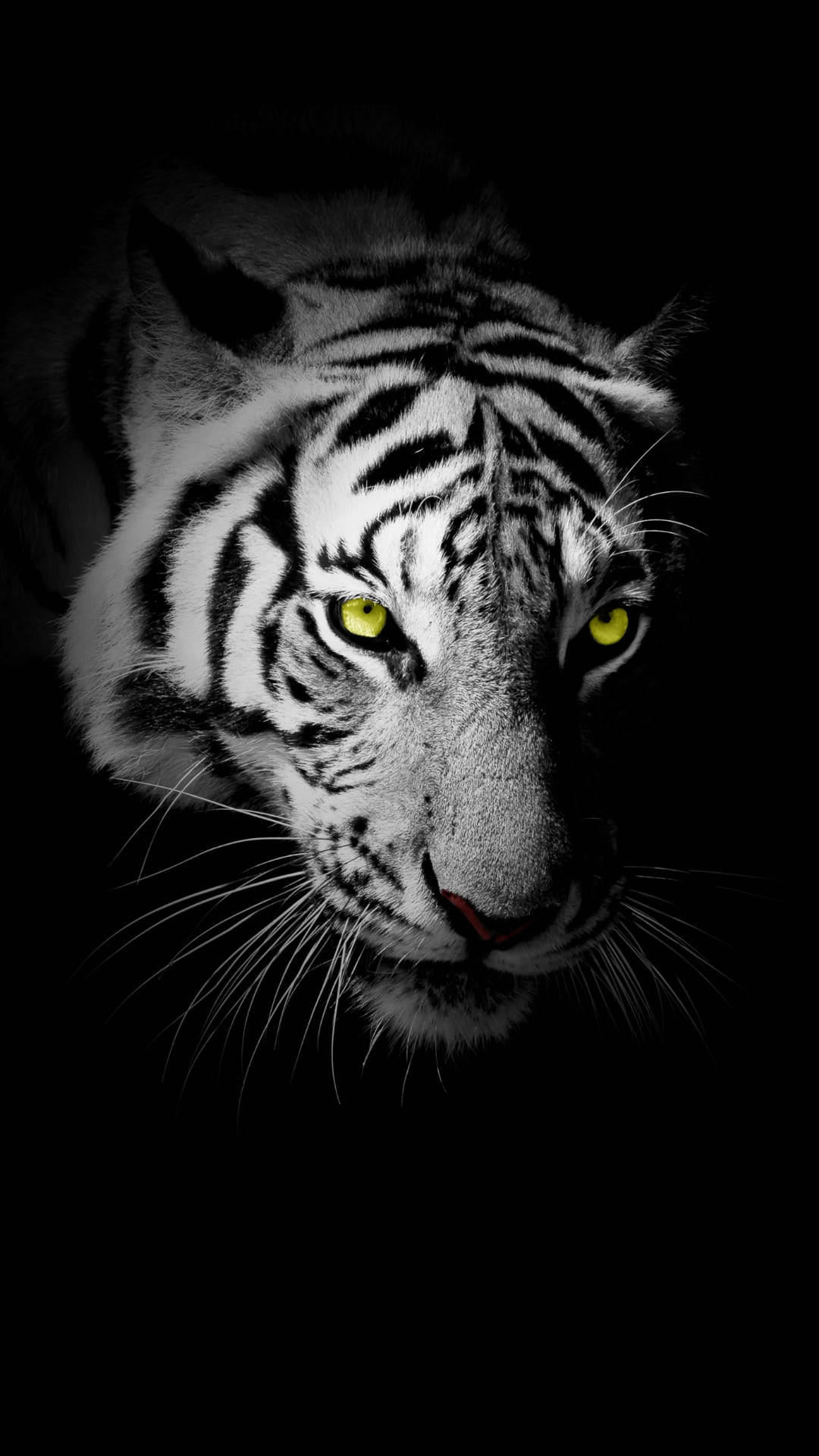 black tiger, neon yellow eyes, white tiger, Full HD Phone Wallpaper