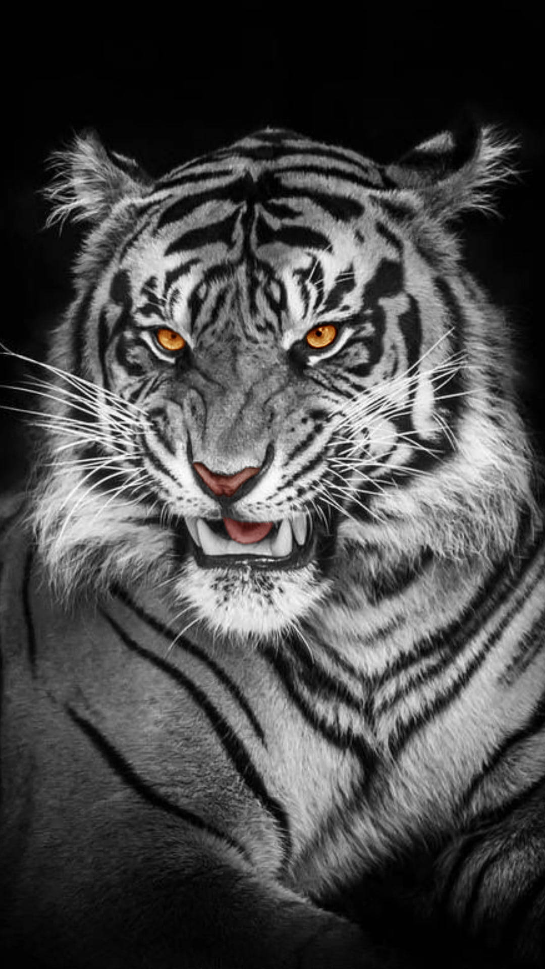 albino tiger, white tiger, glowing amber eyes, Full HD Phone Wallpaper