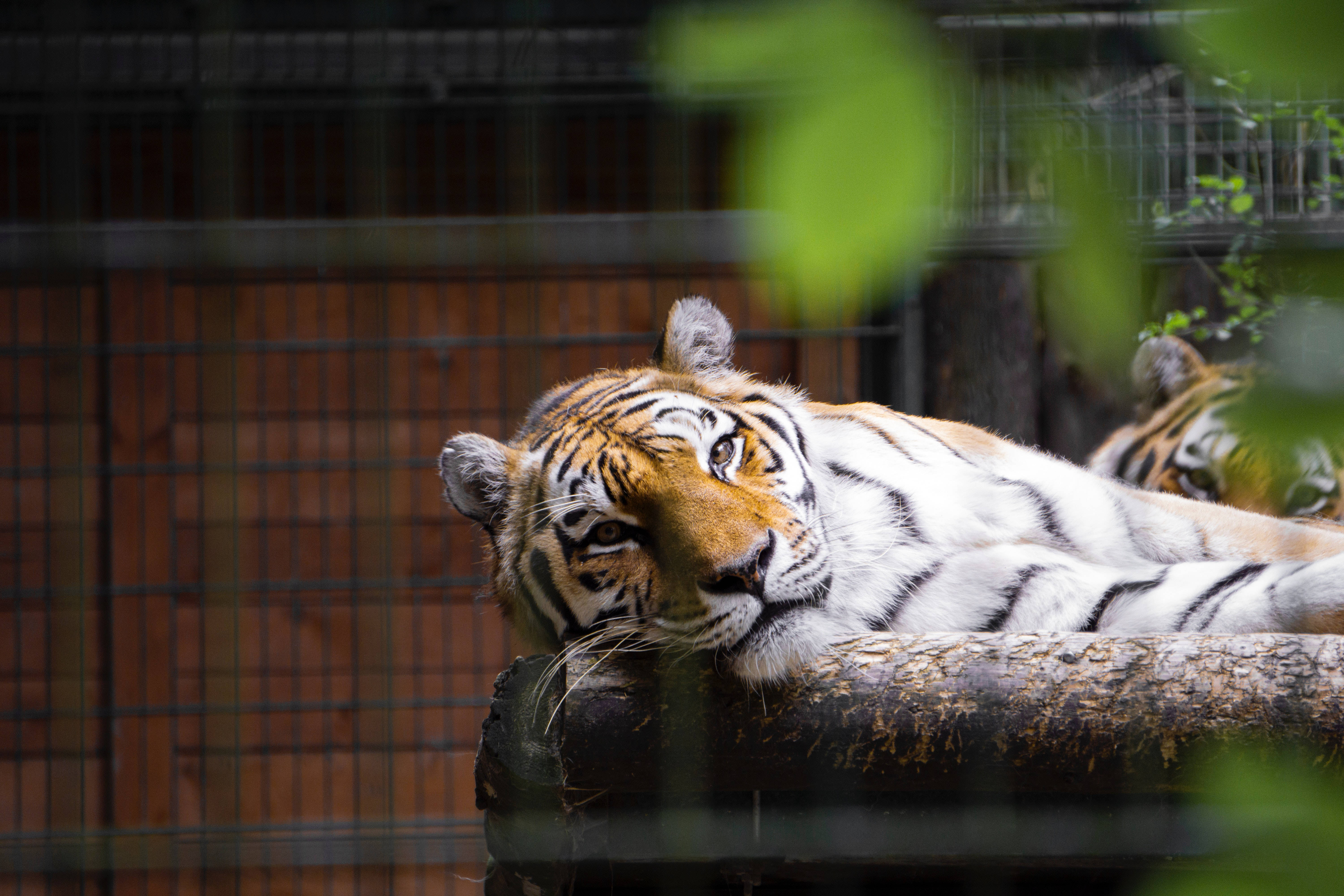 lying down tiger, iPhone, wire fence, 5K Desktop Wallpaper