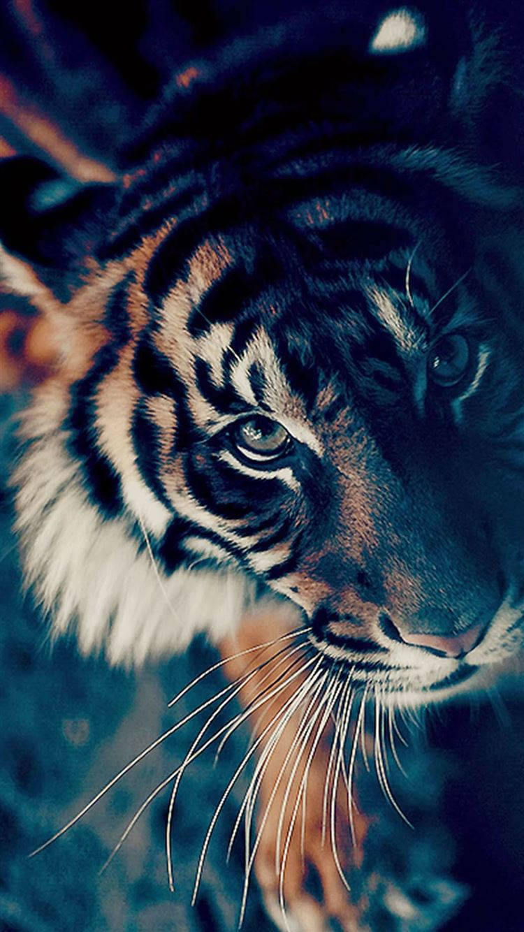 Tiger iPhone, tiger, glowing eyes, HD Phone Wallpaper