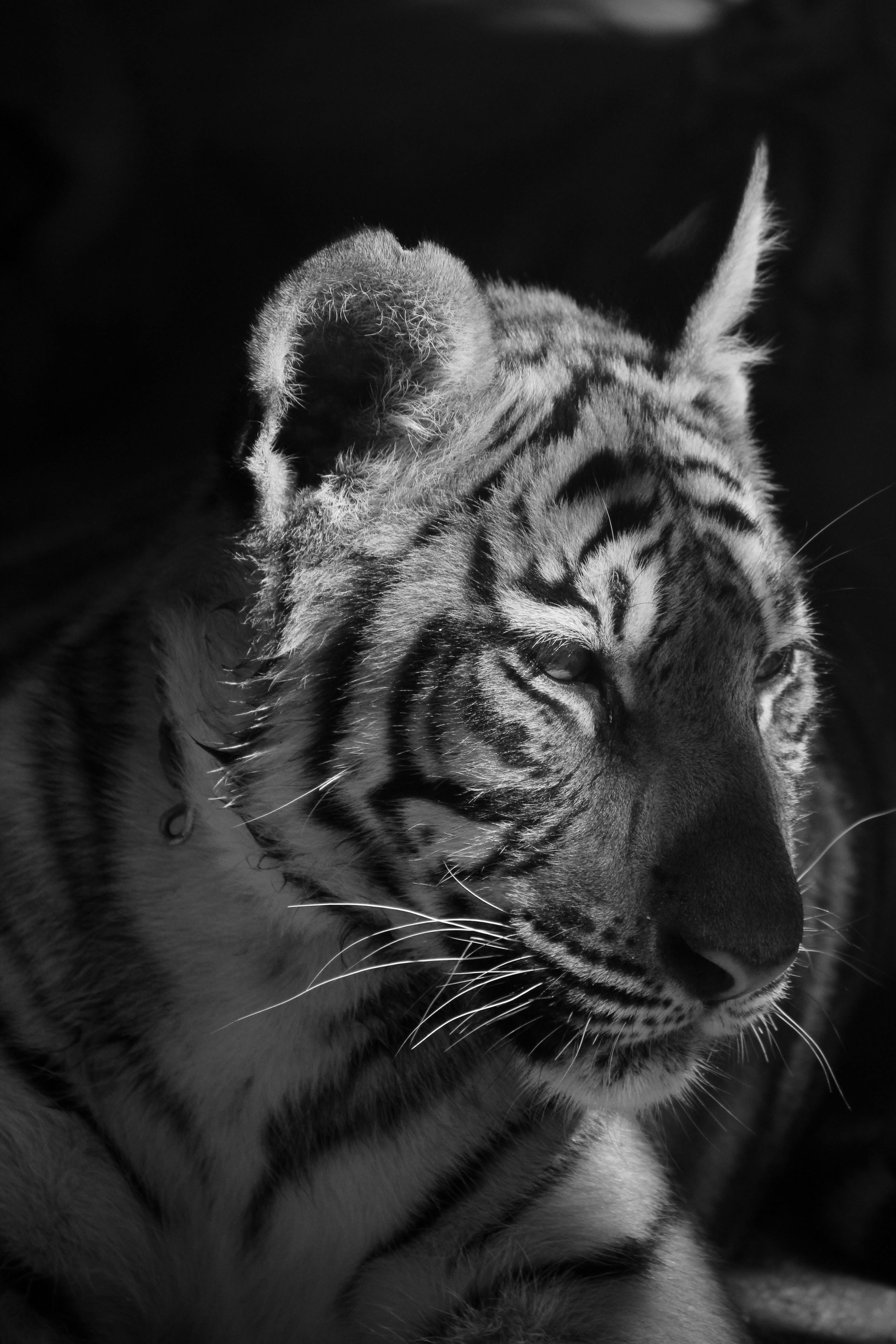 Grayscale Tiger iPhone, tiger, black and white, 5K Phone Wallpaper