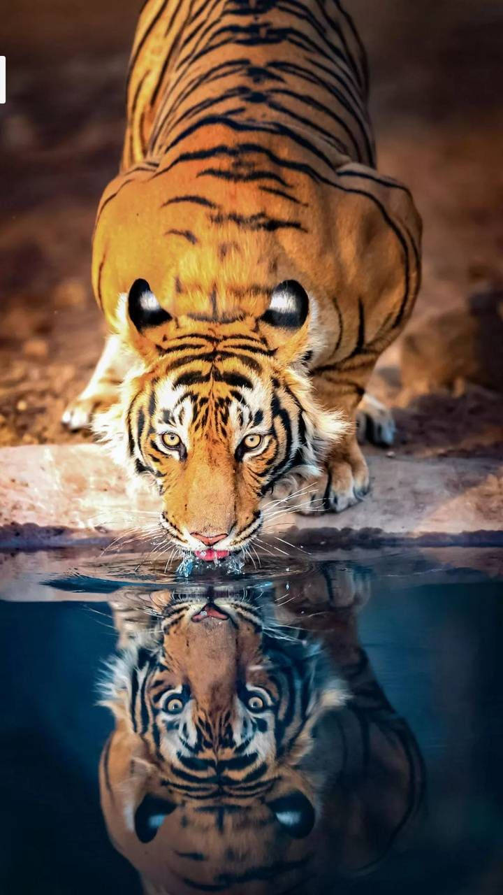 Reflection Tiger iPhone, tiger, pond, HD Phone Wallpaper