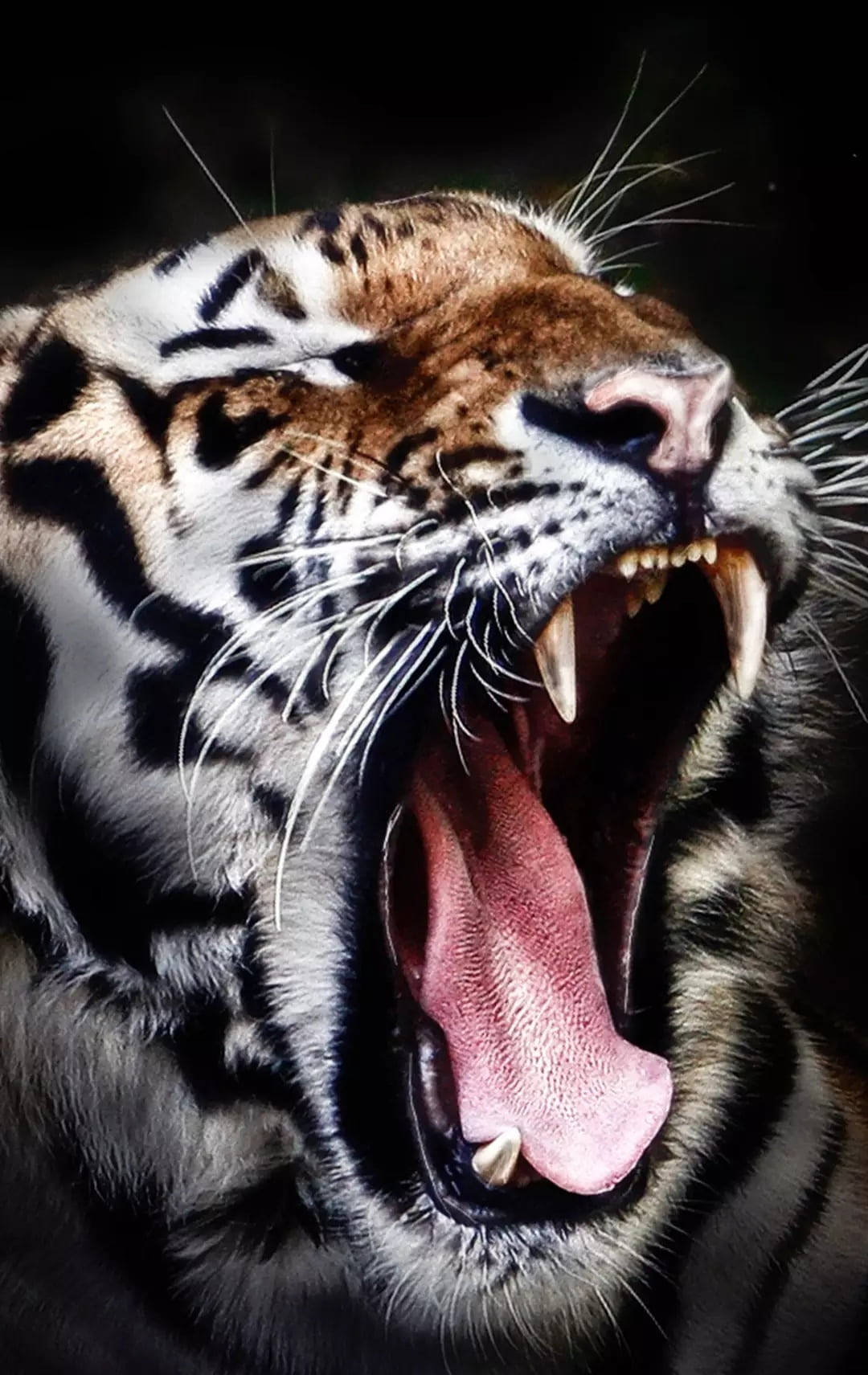 black tiger, roaring tiger, bared teeth, HD Phone Wallpaper