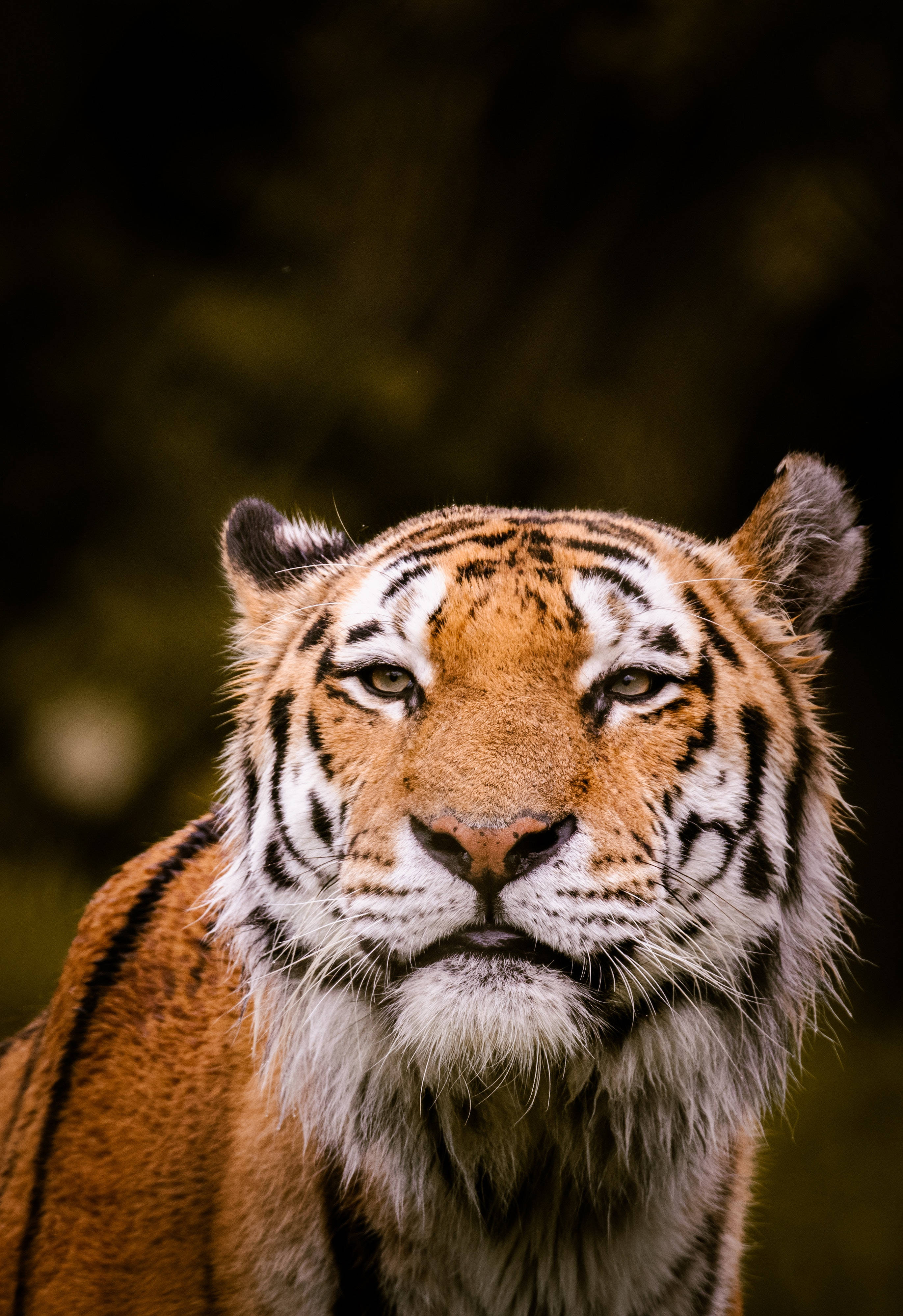 Tiger iPhone, shallow focus, piercing eyes, 4K Phone Wallpaper