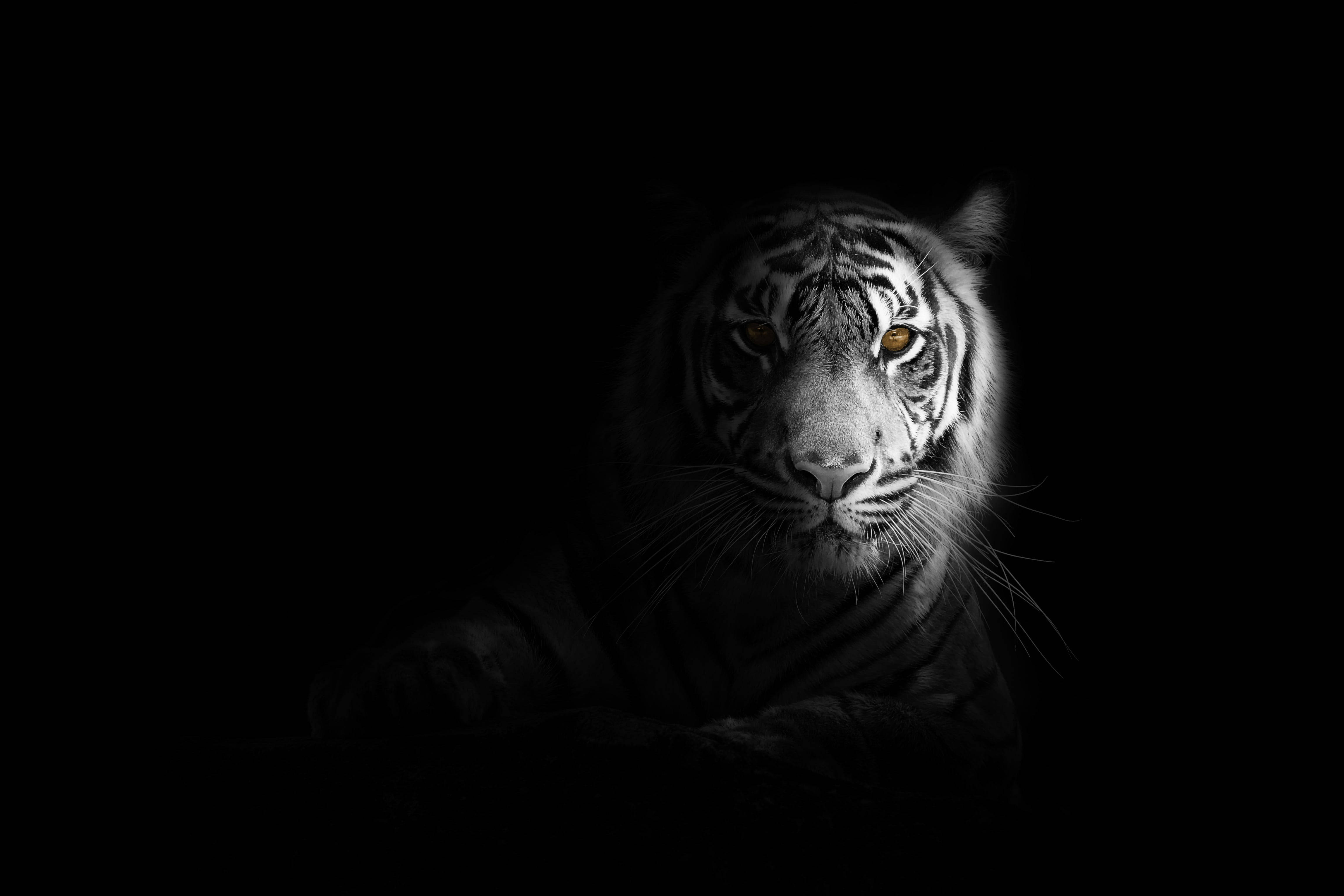 white tiger, glowing amber eyes, sharp facial stripes, 4K Desktop Wallpaper