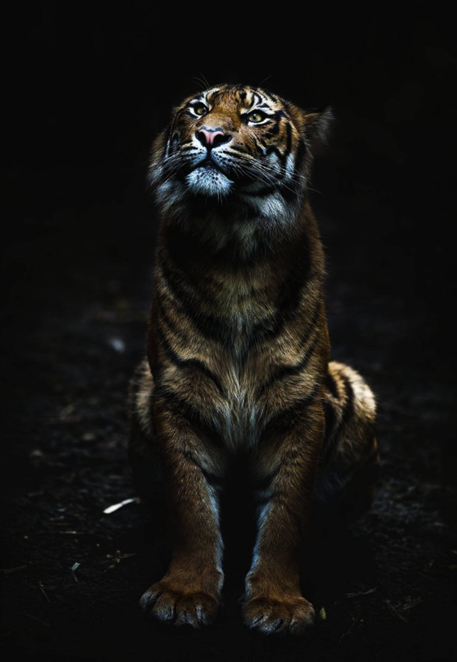 Black Tiger, golden eyes, darkness, Full HD Phone Wallpaper