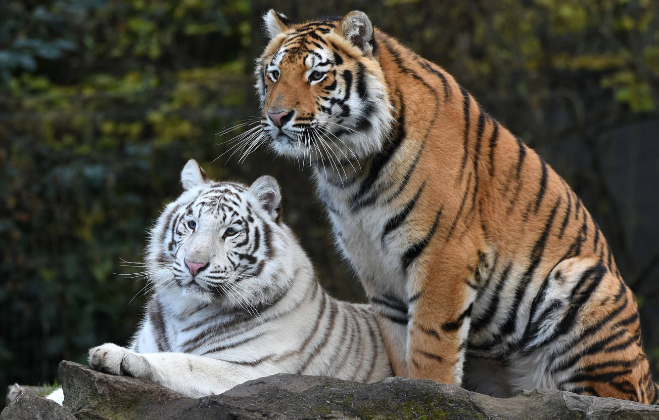 white tiger, orange tiger, mossy rock, HD Desktop Wallpaper