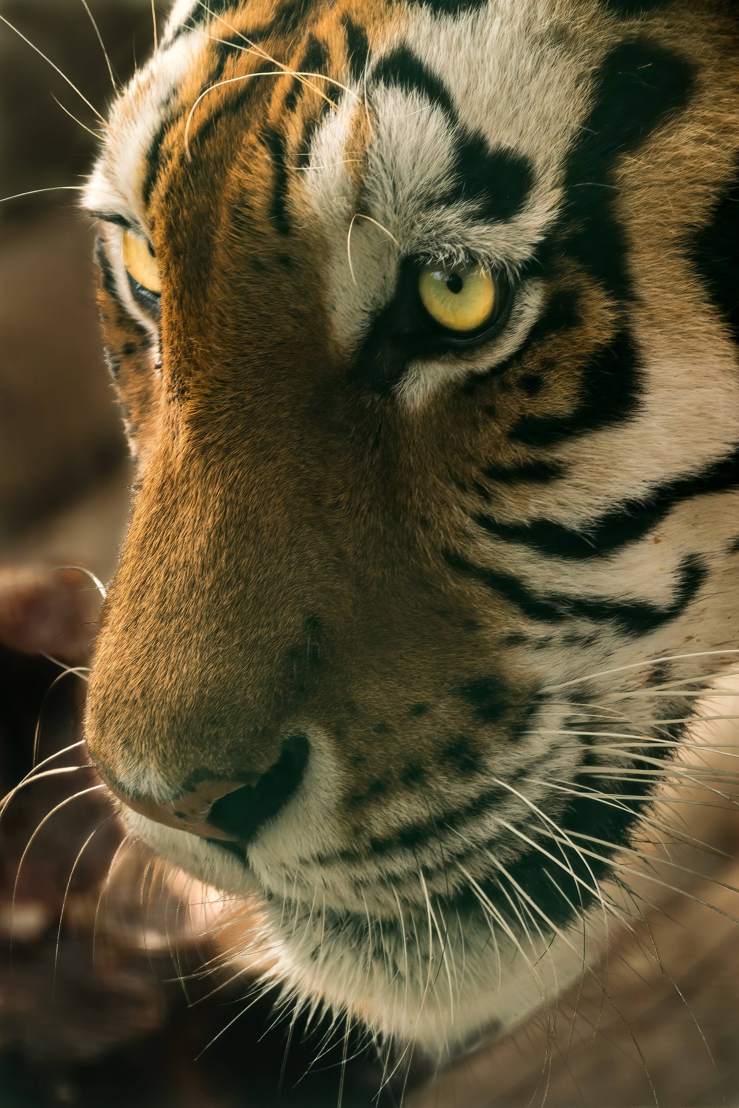 tiger, yellow eyes, orange black stripes, 2K Phone Wallpaper