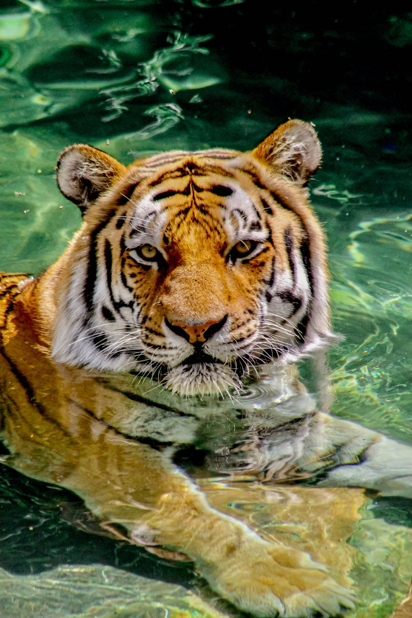 Tiger, iPhone, orange stripes, Full HD Phone Wallpaper