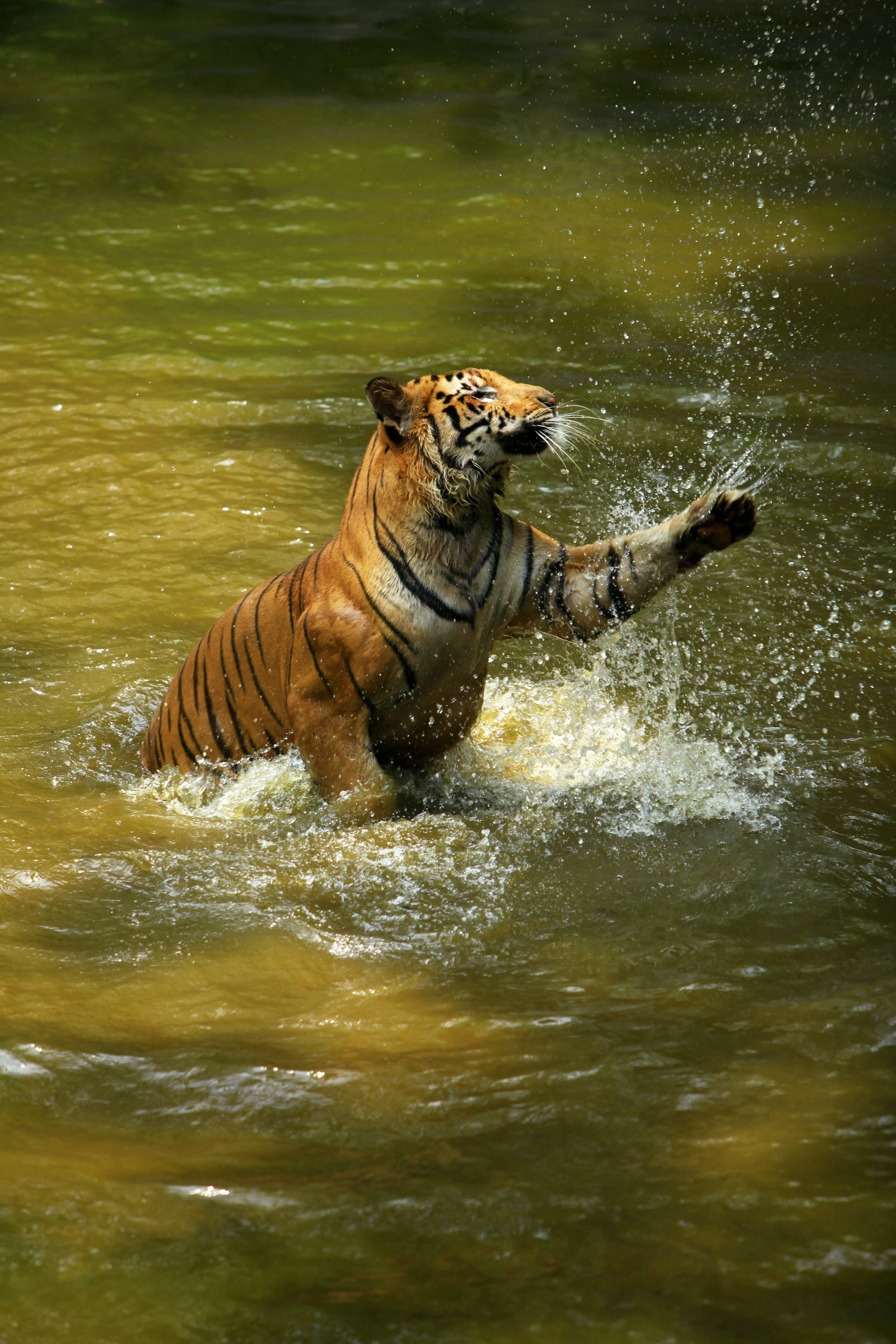 Tiger iPhone, murky green water, splashes, 5K Phone Wallpaper