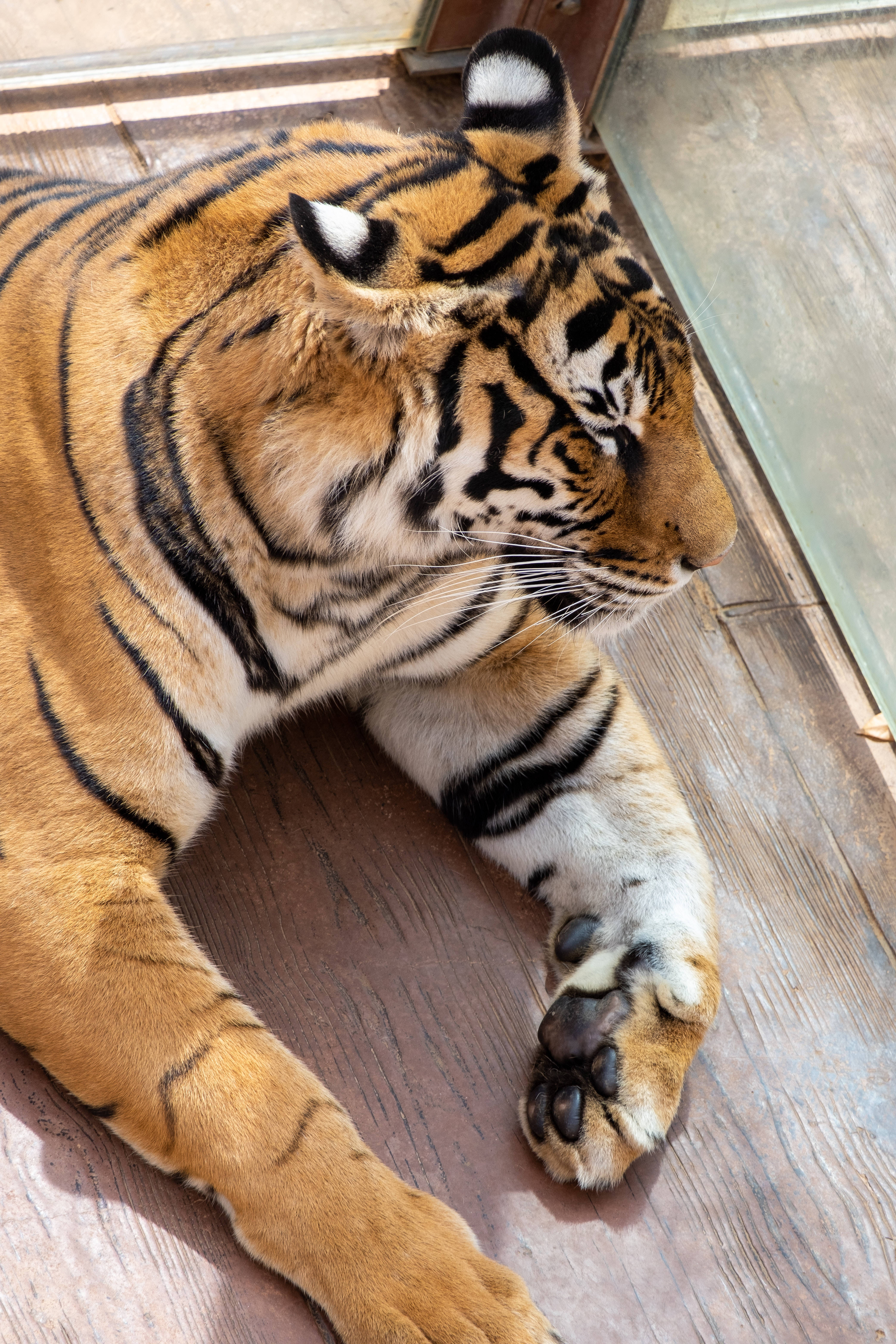 Tiger iPhone, orange and black striped fur, sunlight, 5K Phone Wallpaper