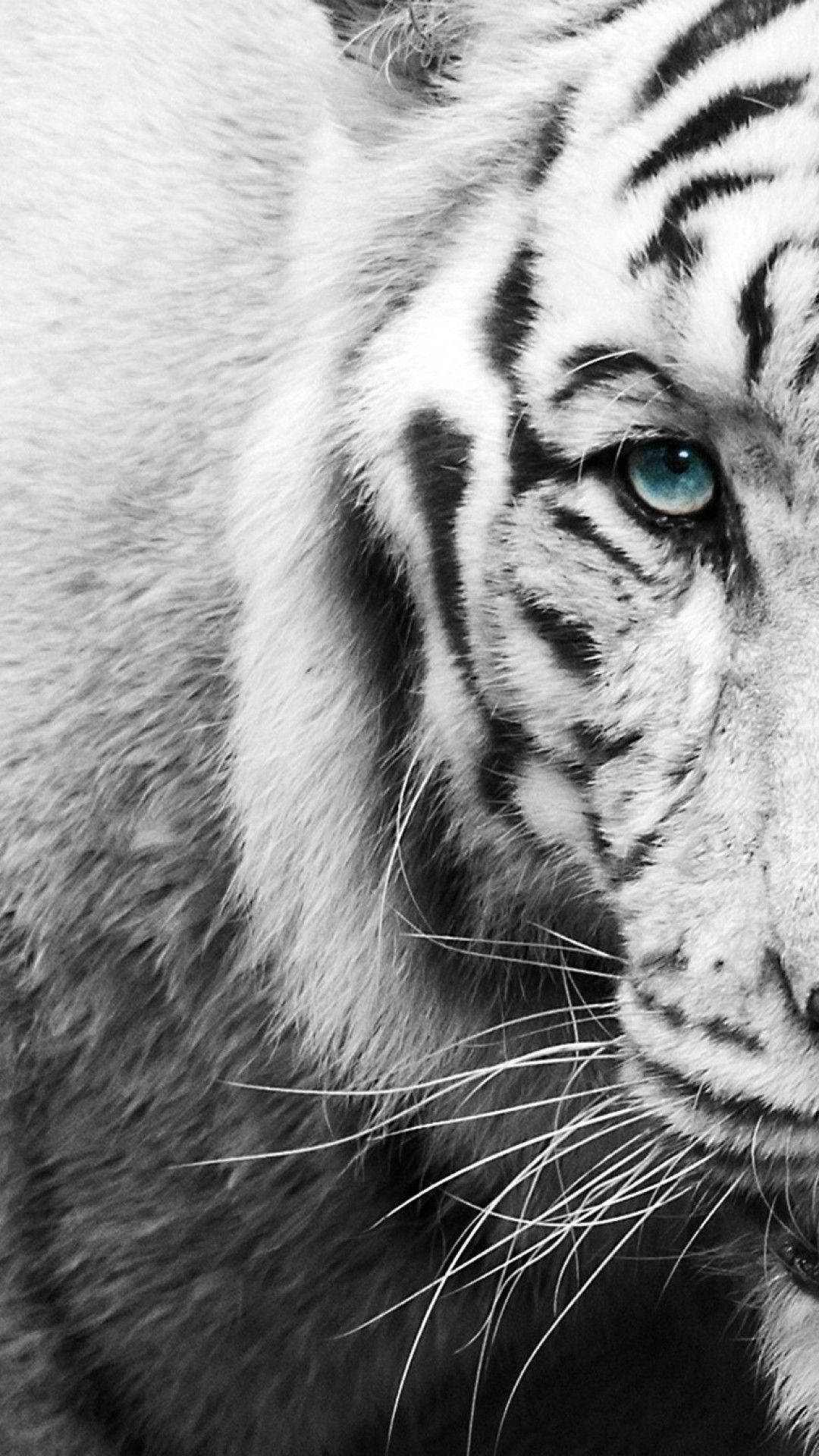 black and white iPhone Tiger, white tiger, piercing blue eyes, Full HD Phone Wallpaper
