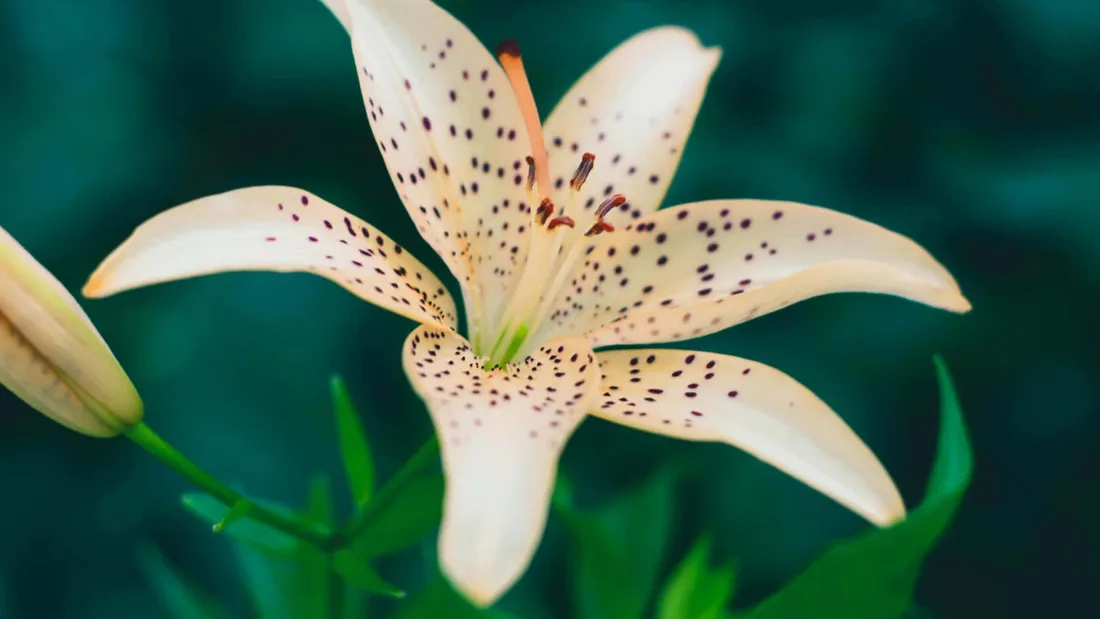 Tiger Lily Wallpapers