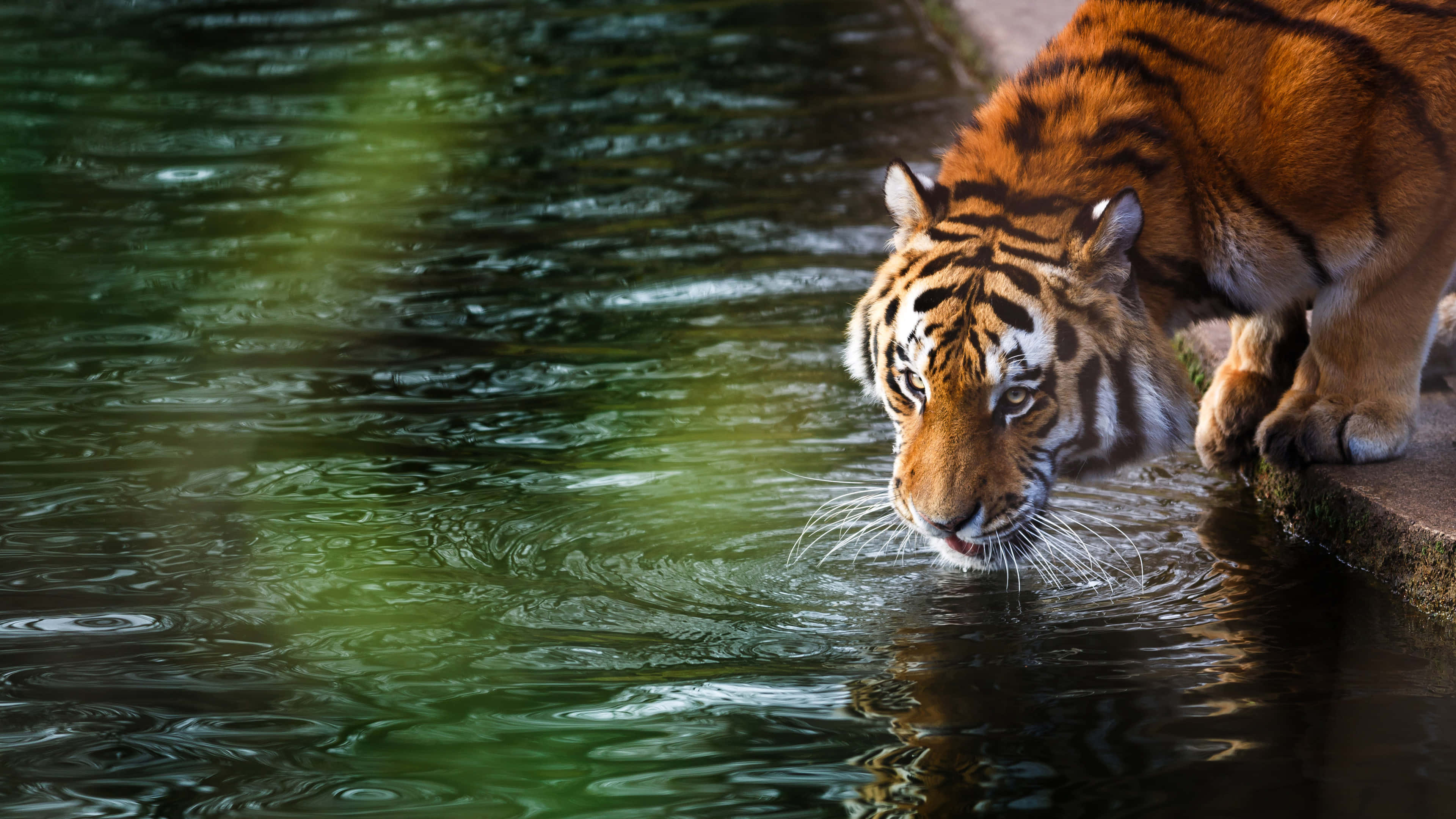Tiger, orange fur, black stripes, 4K Desktop Wallpaper