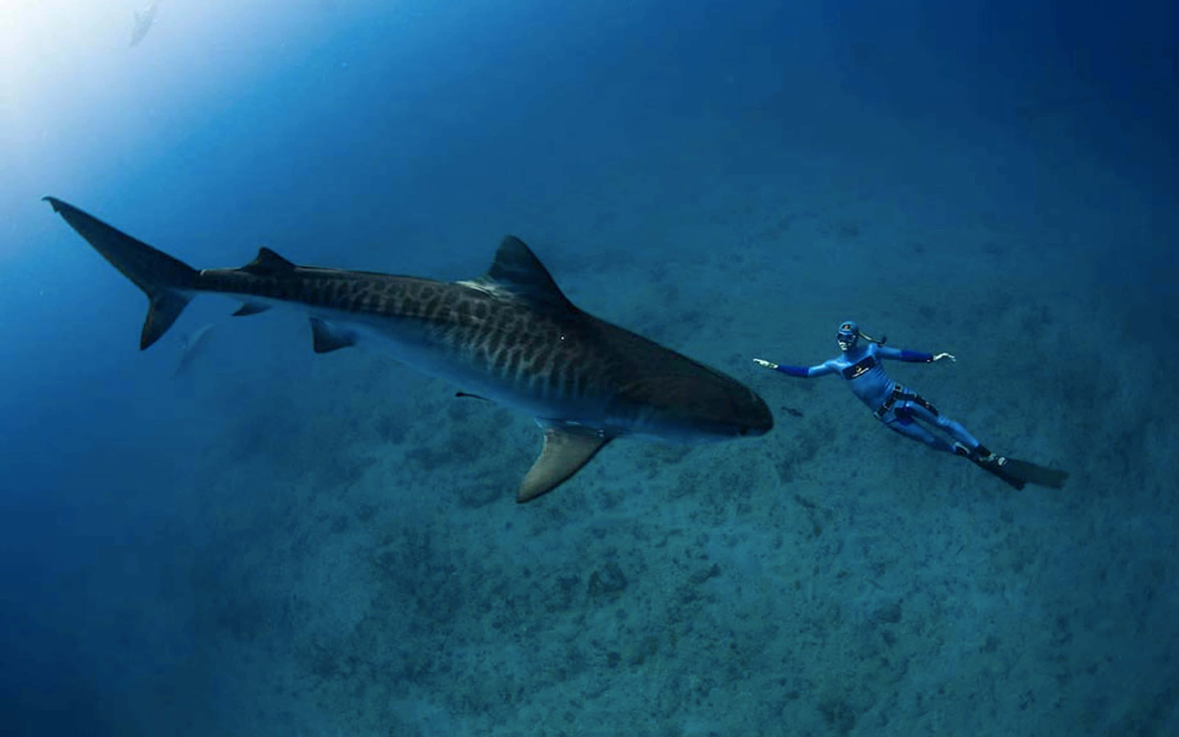 Tiger Shark, diver, blue gear, 4K Desktop Wallpaper