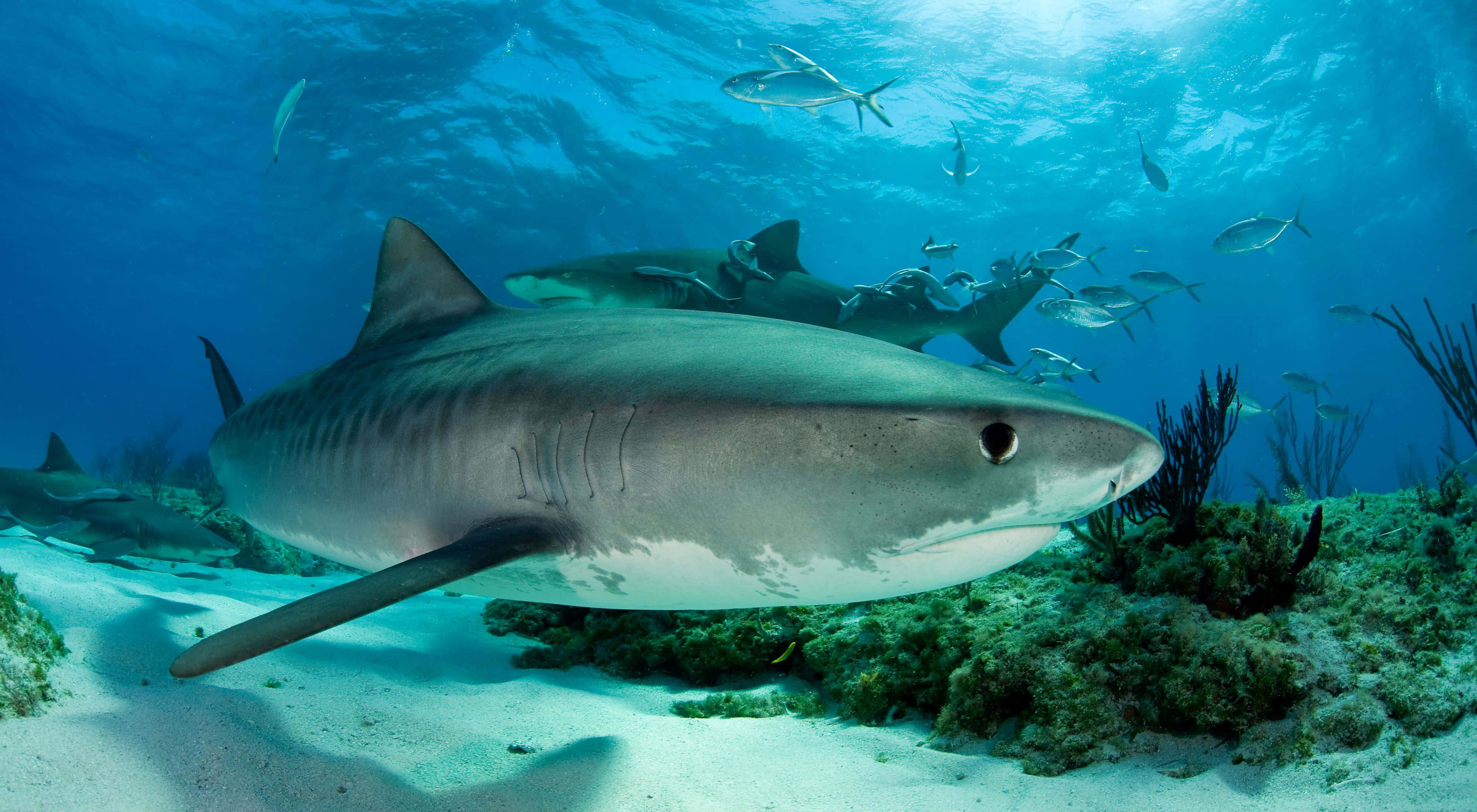 Tiger Shark, sunlit coral reef, clear blue water, 4K Desktop Wallpaper