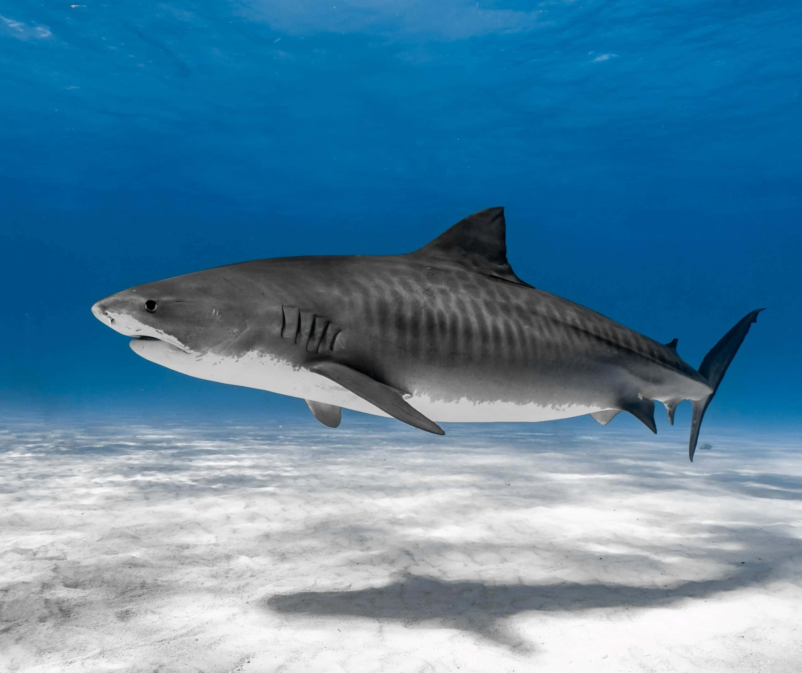 tiger shark, sandy ocean floor, clear blue water, 2K Desktop Wallpaper