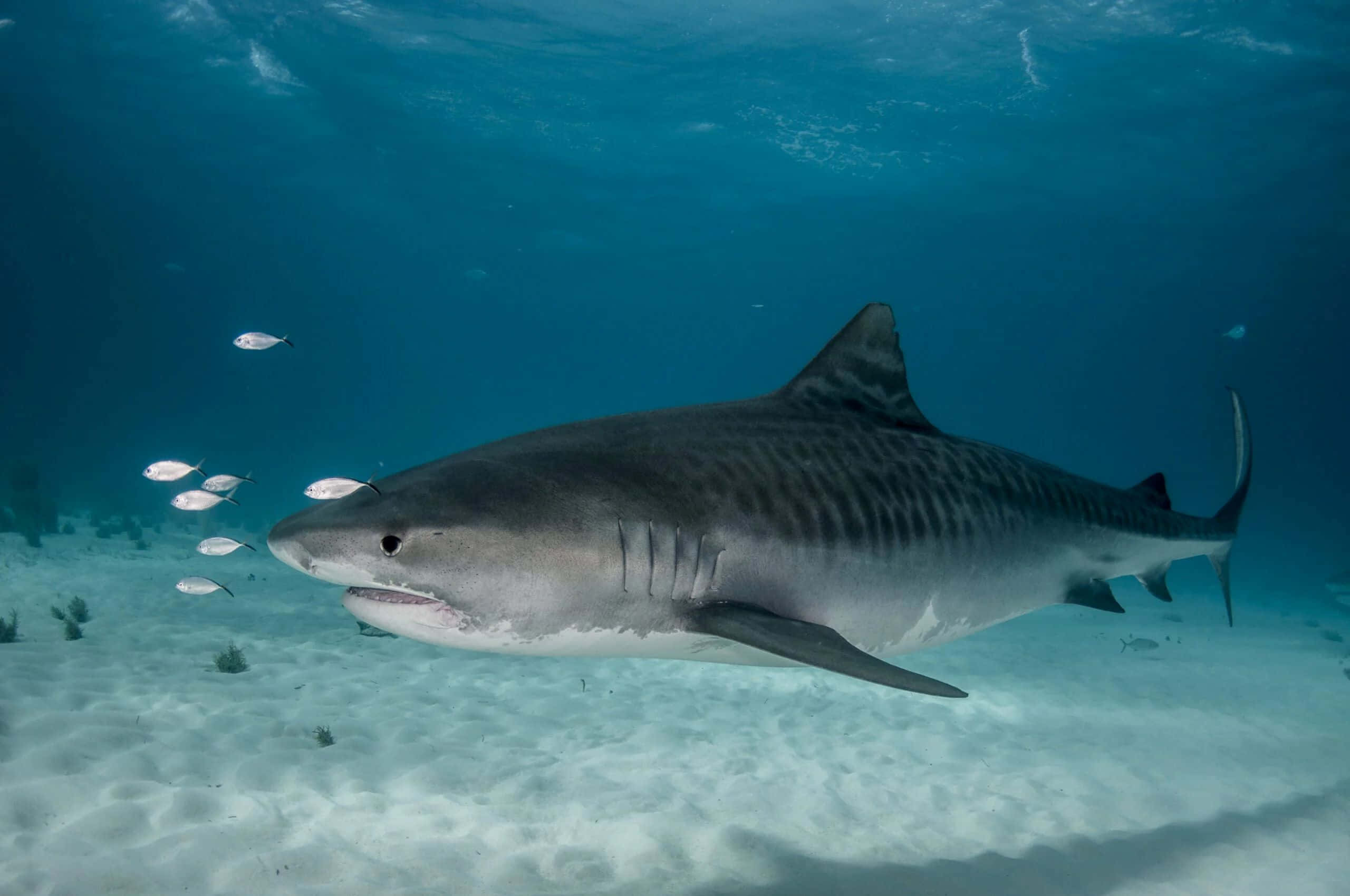 Tiger Shark, sunlit sandy ocean floor, small fish, 2K Desktop Wallpaper