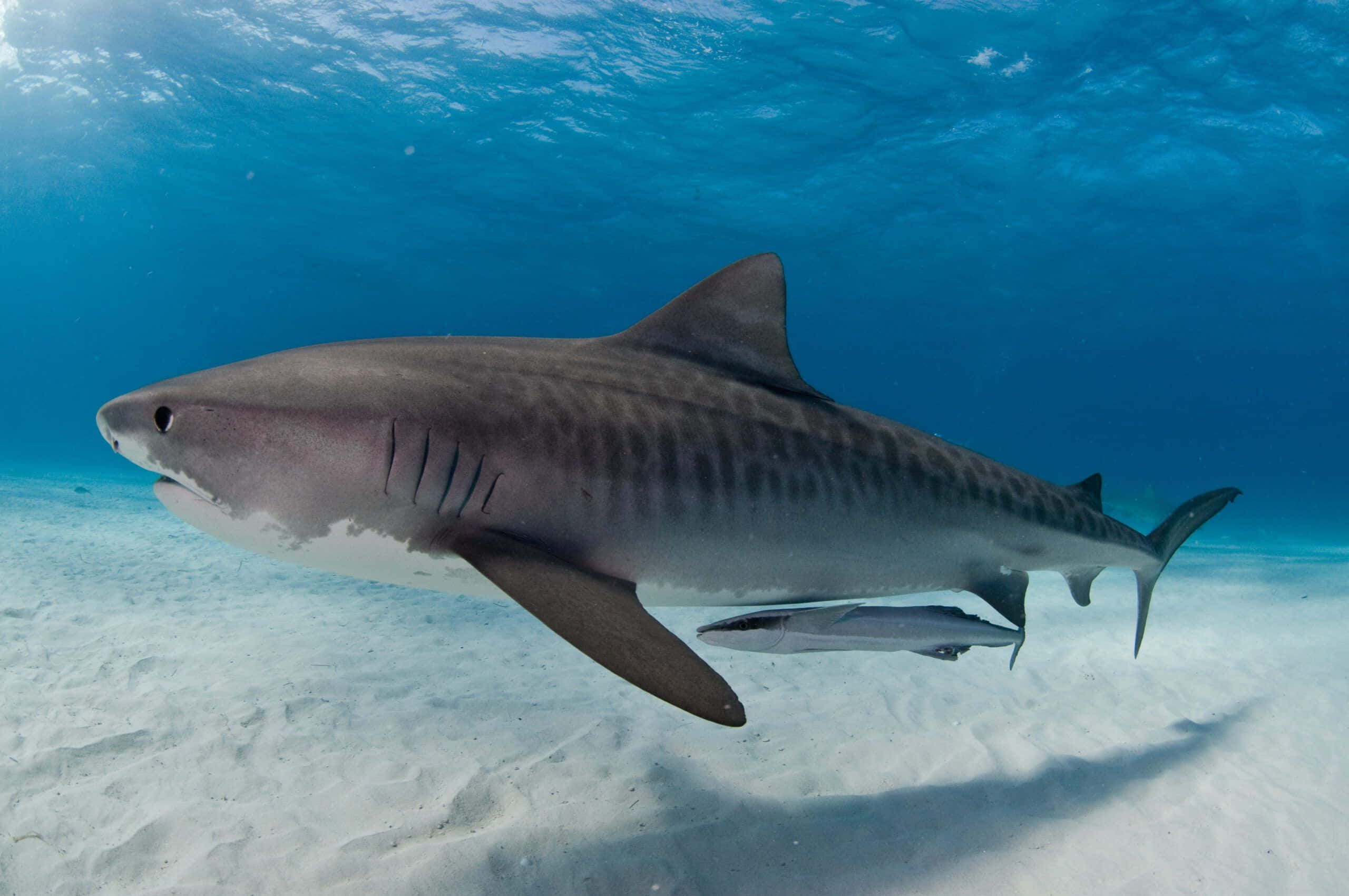 Tiger Shark, sandy ocean floor, sunlit, 2K Desktop Wallpaper