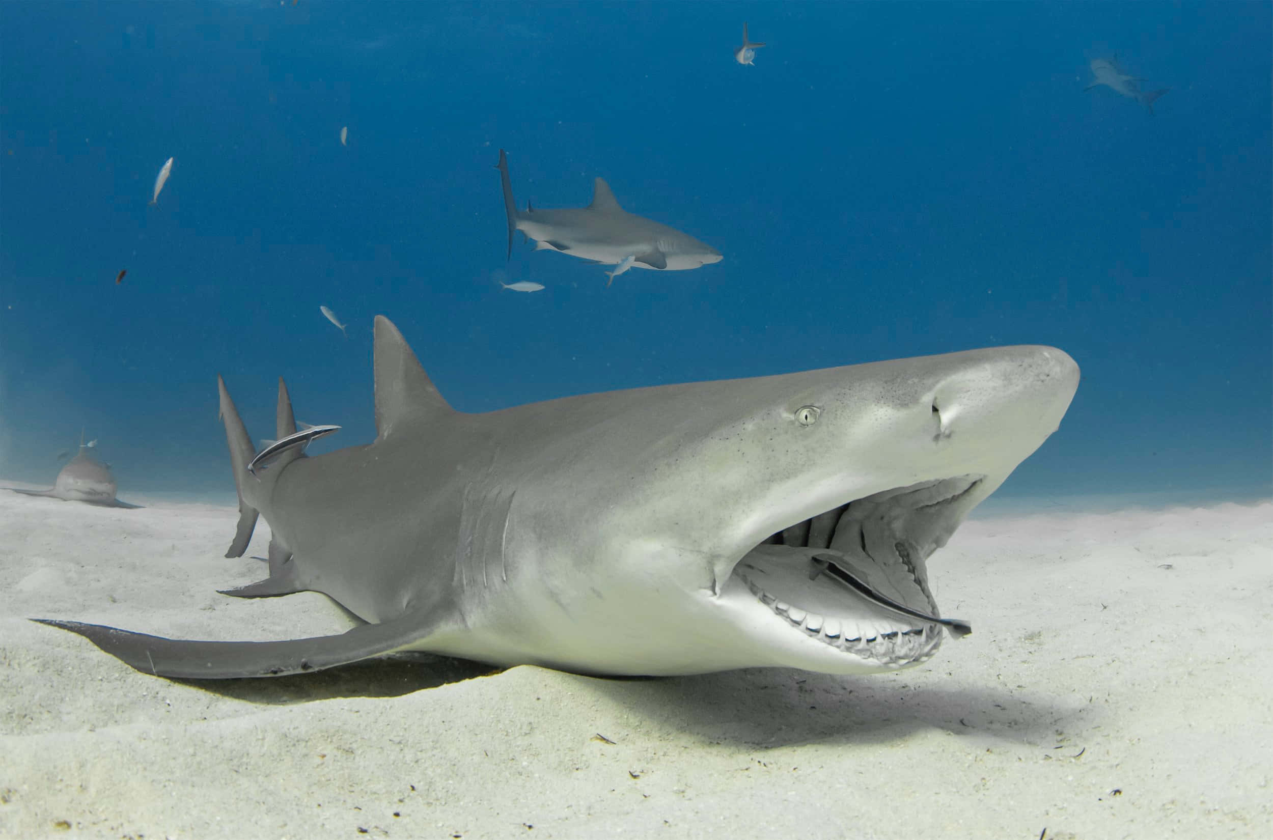 Tiger Shark, sandy ocean floor, clear blue water, Full HD Desktop Wallpaper