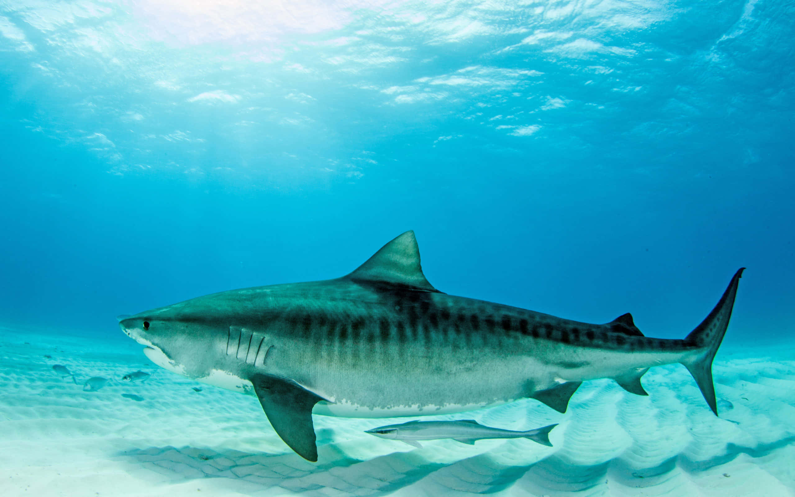 Tiger Shark, sandy seabed, sunlit, 2K Desktop Wallpaper