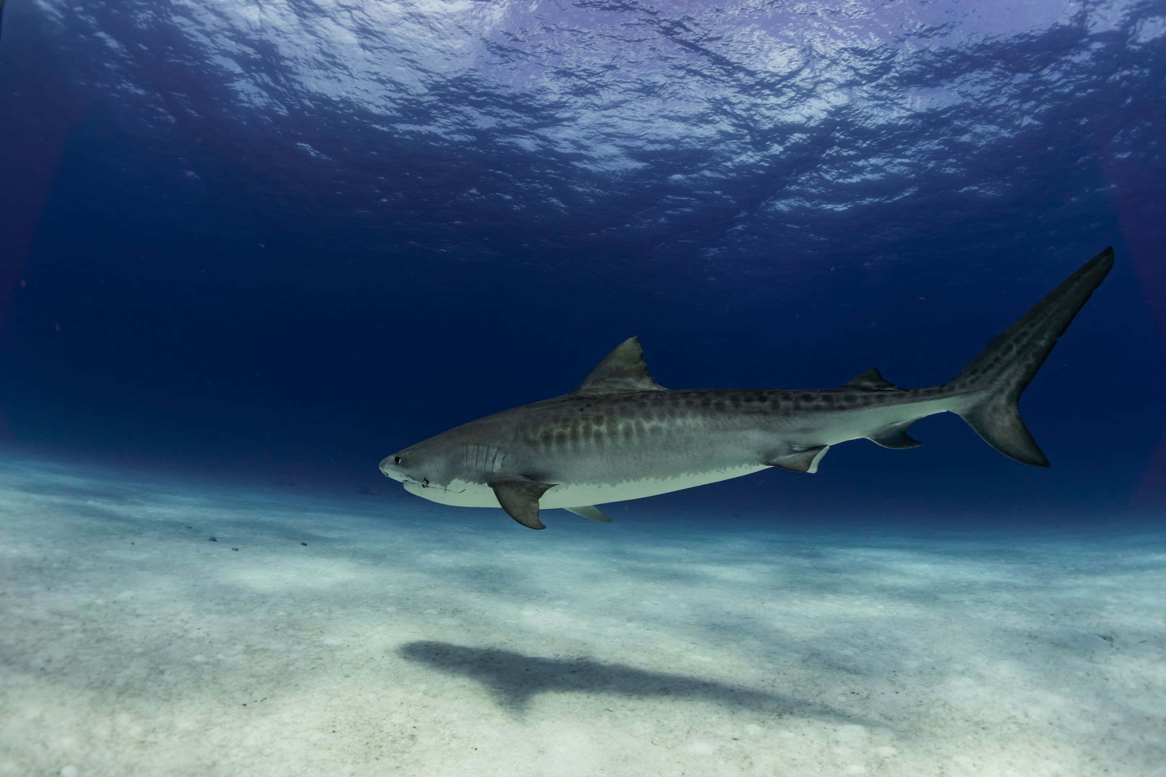 Tiger Shark, sandy seabed, sunlit, Full HD Desktop Wallpaper