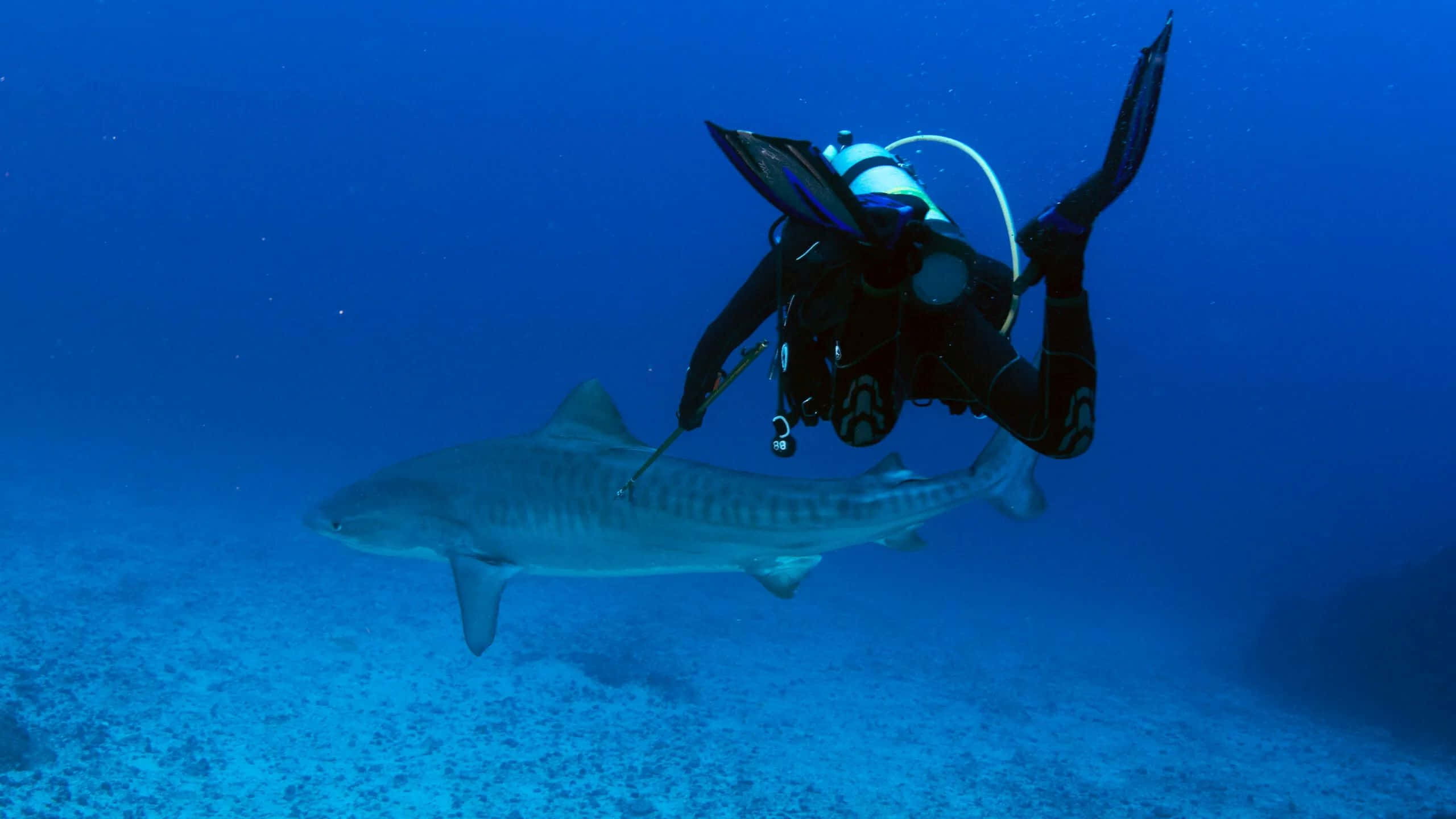 tiger shark, scuba diver, clear blue ocean waters, 2K Desktop Wallpaper
