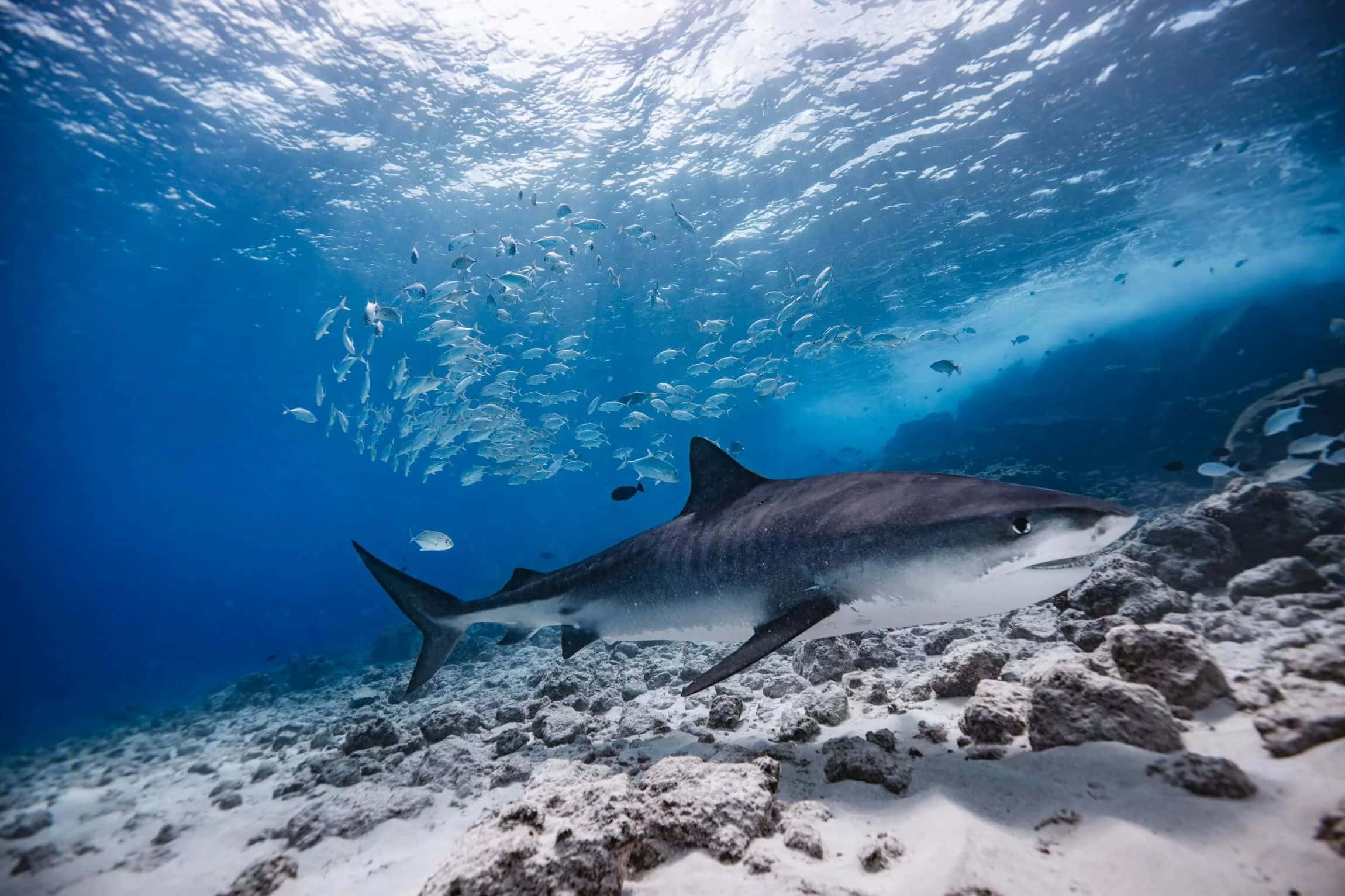 Tiger Shark, sunlit coral reef, shimmering school of fish, Full HD Desktop Wallpaper