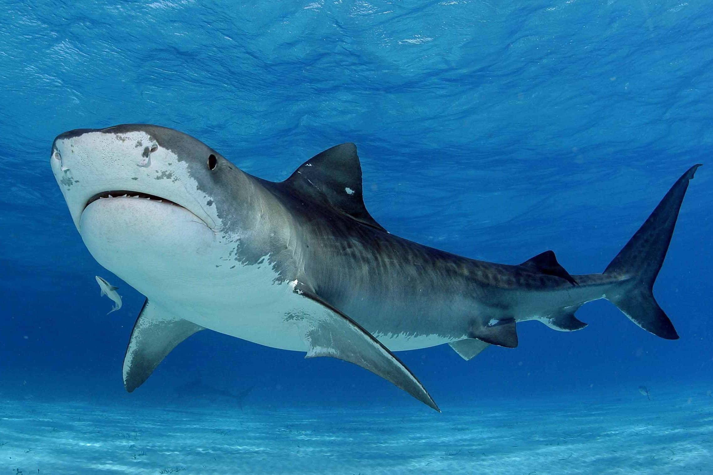 Tiger Shark, underwater, clear blue ocean waters, Full HD Desktop Wallpaper