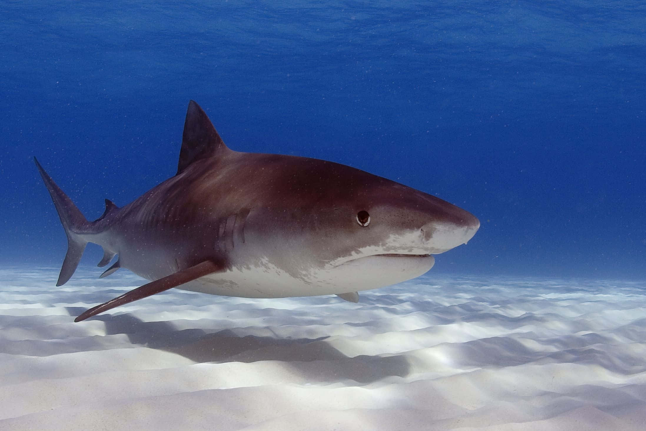 Tiger Shark, sandy ocean floor, sunlit, Full HD Desktop Wallpaper