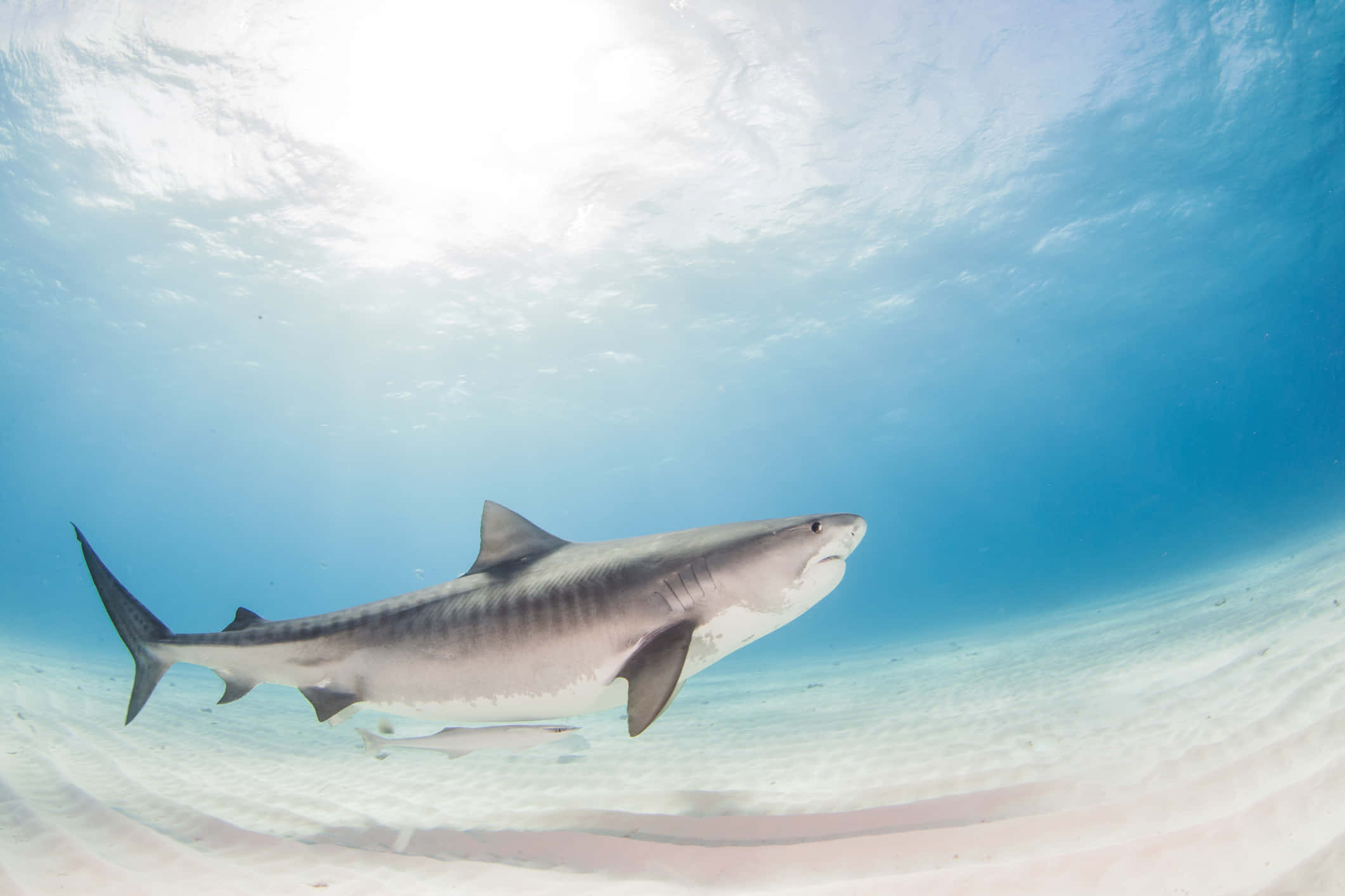 tiger shark, sandy ocean floor, sunlit, Full HD Desktop Wallpaper