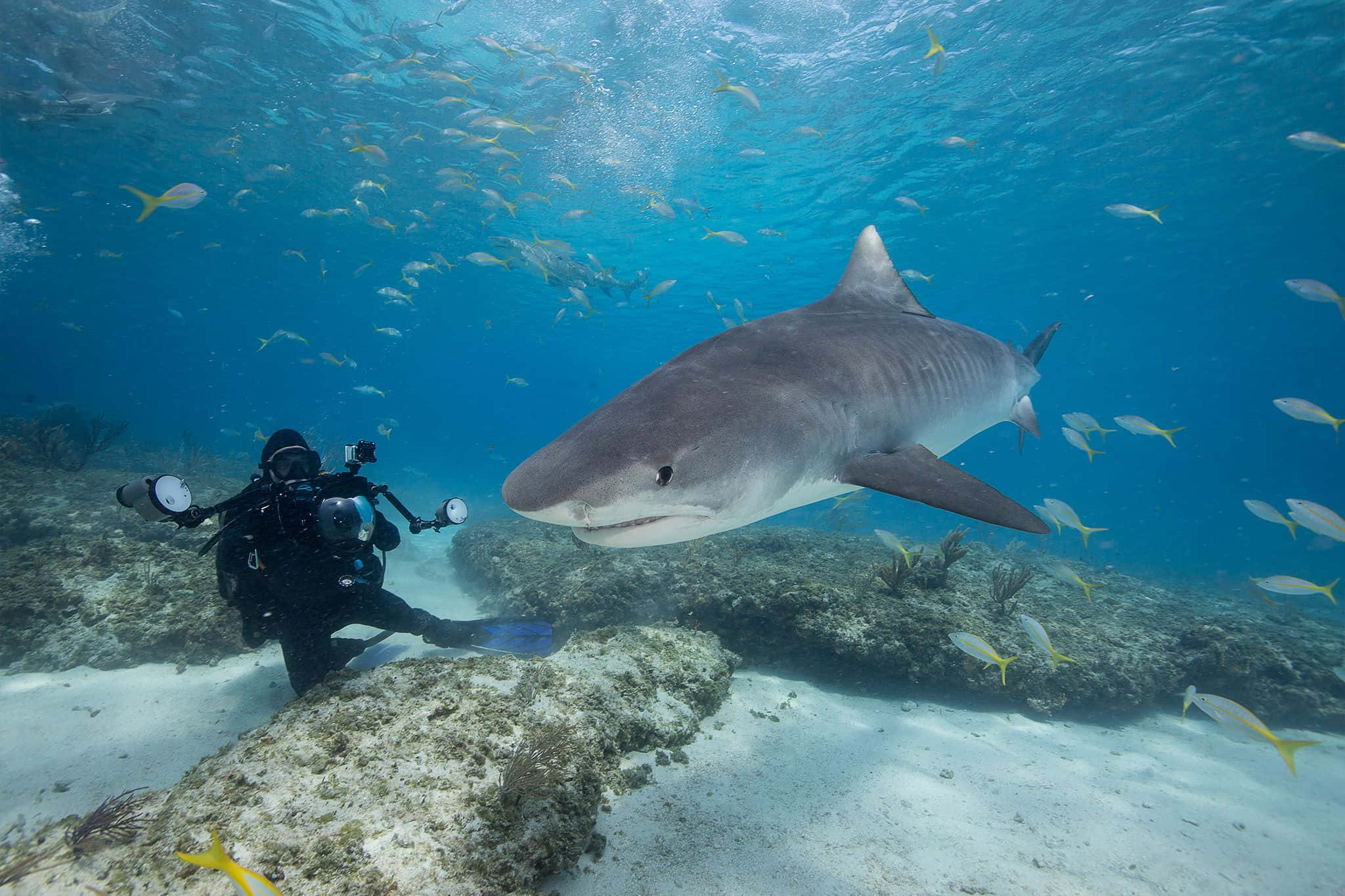 Tiger Shark, diver, full gear, Full HD Desktop Wallpaper