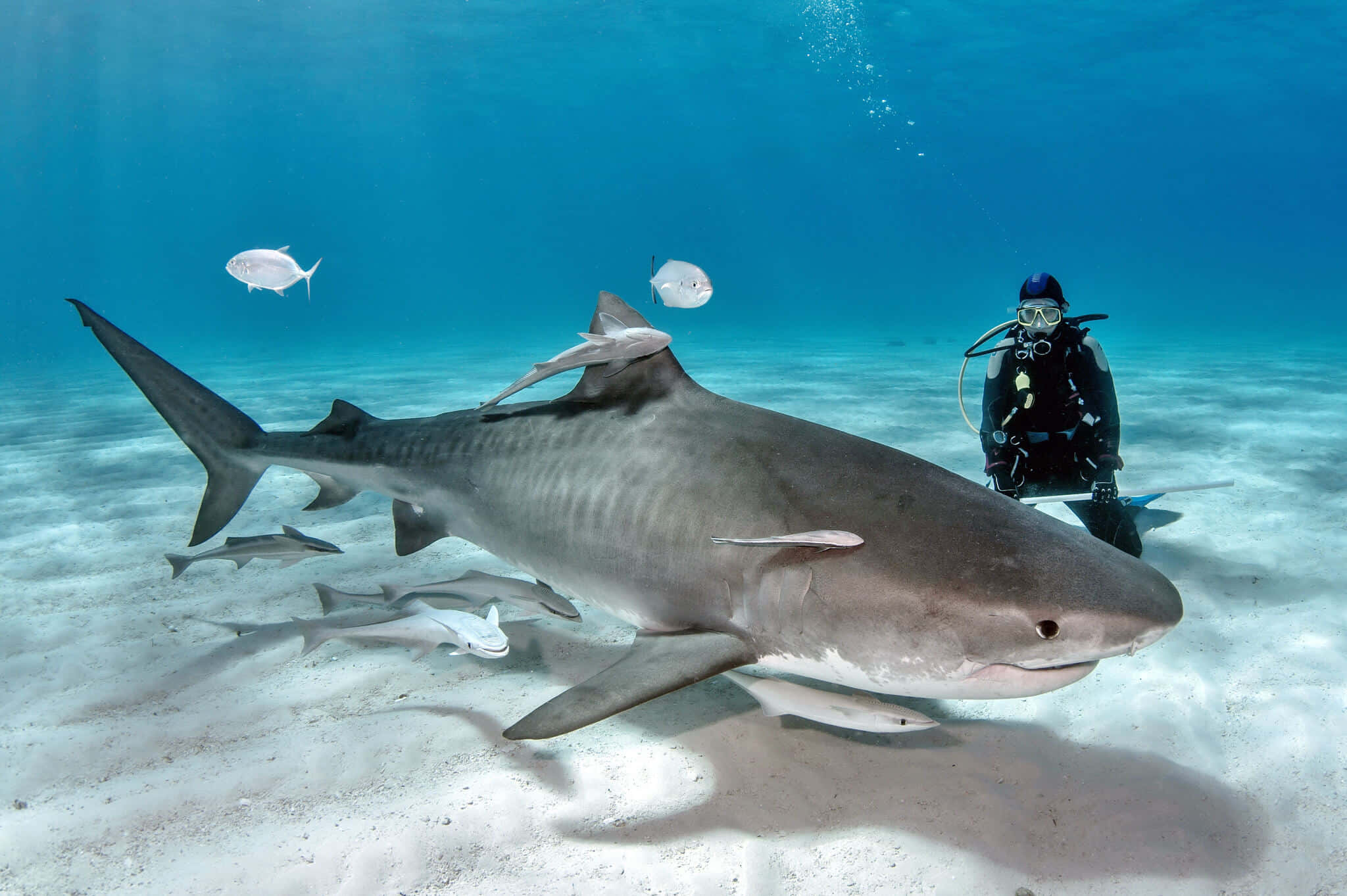 Tiger Shark, scuba diver, sandy ocean floor, Full HD Desktop Wallpaper