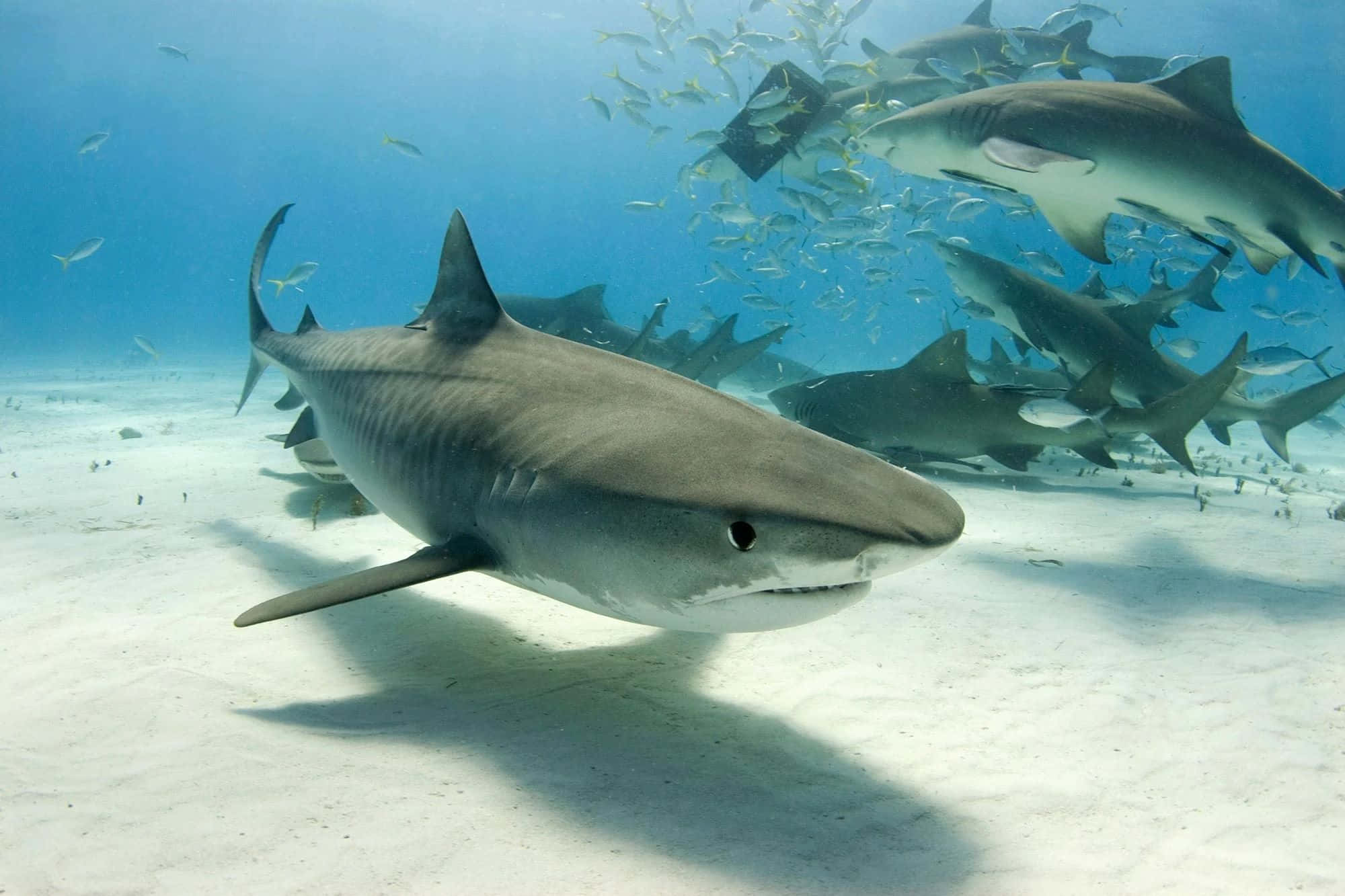 tiger shark, sandy ocean floor, school of fish, Full HD Desktop Wallpaper