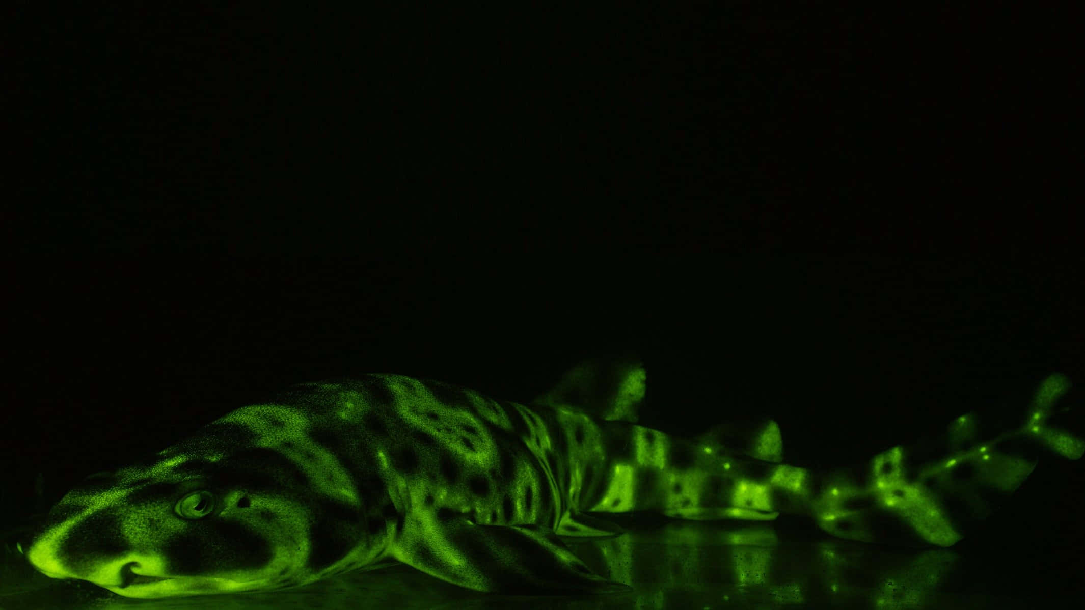 tiger shark, vibrant green, under blacklight, Full HD Desktop Wallpaper